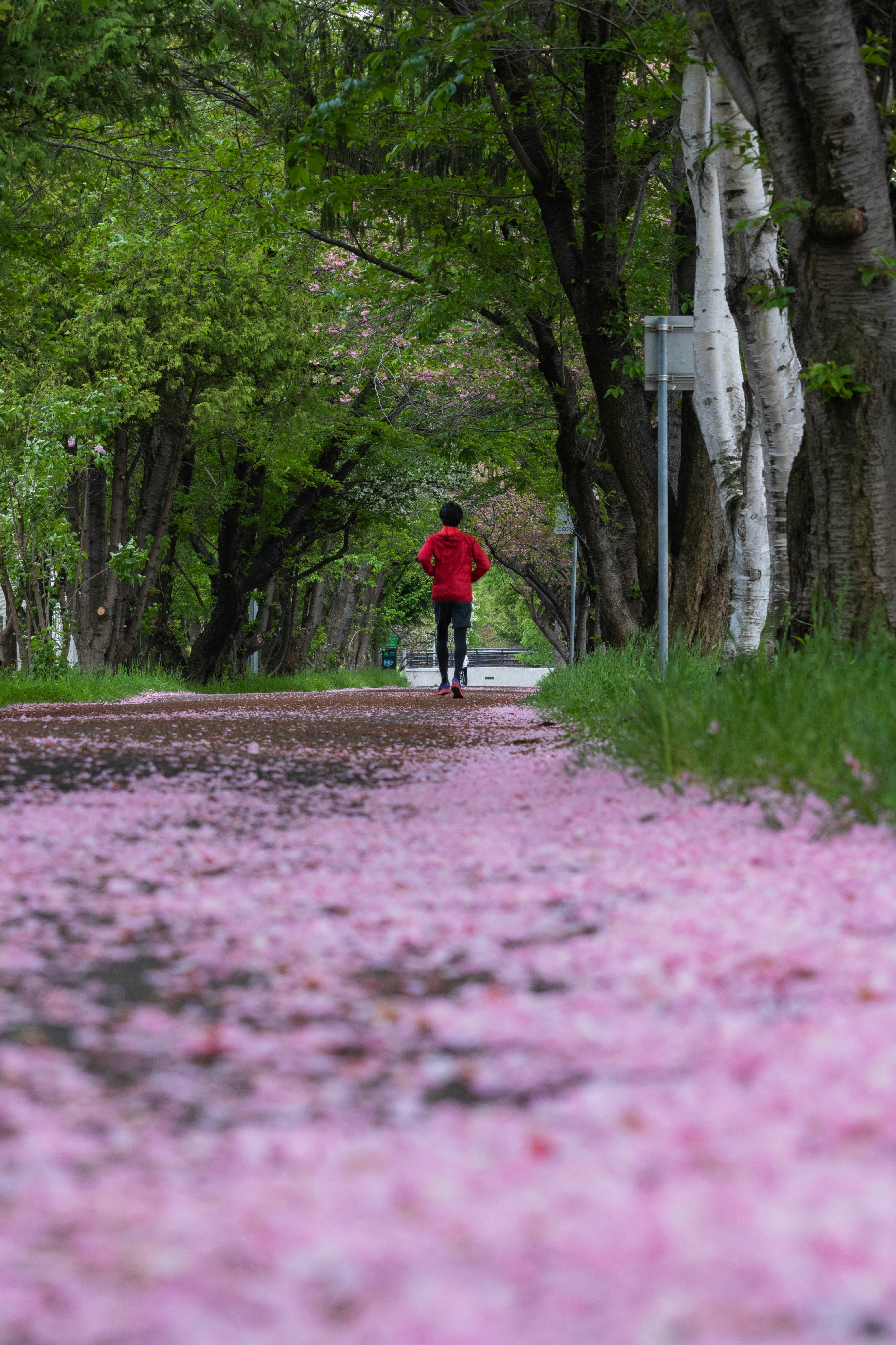 seseorang berbaju merah berlari di atas hamparan bunga sakura