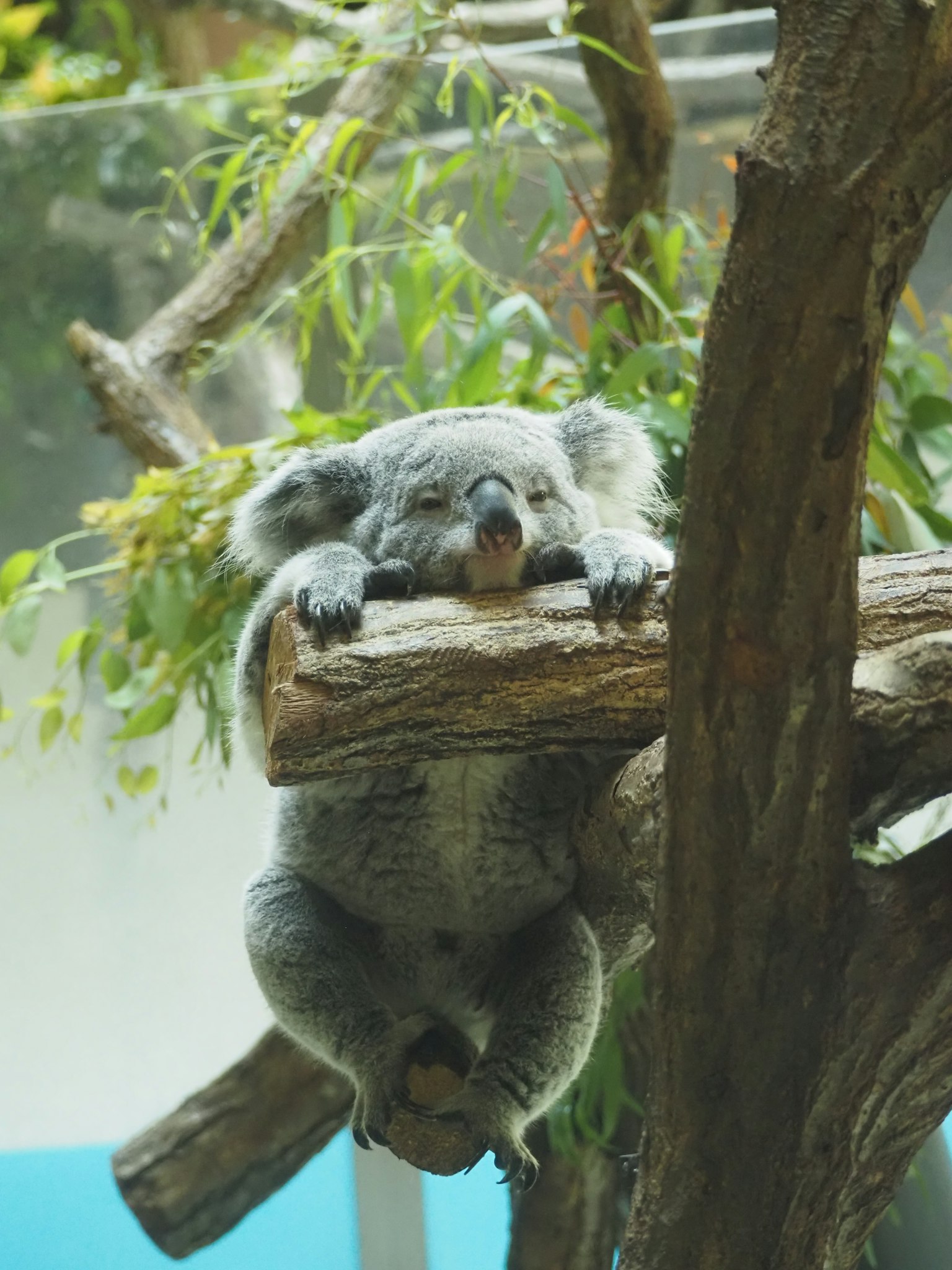 Seekor koala yang bersantai di atas cabang pohon