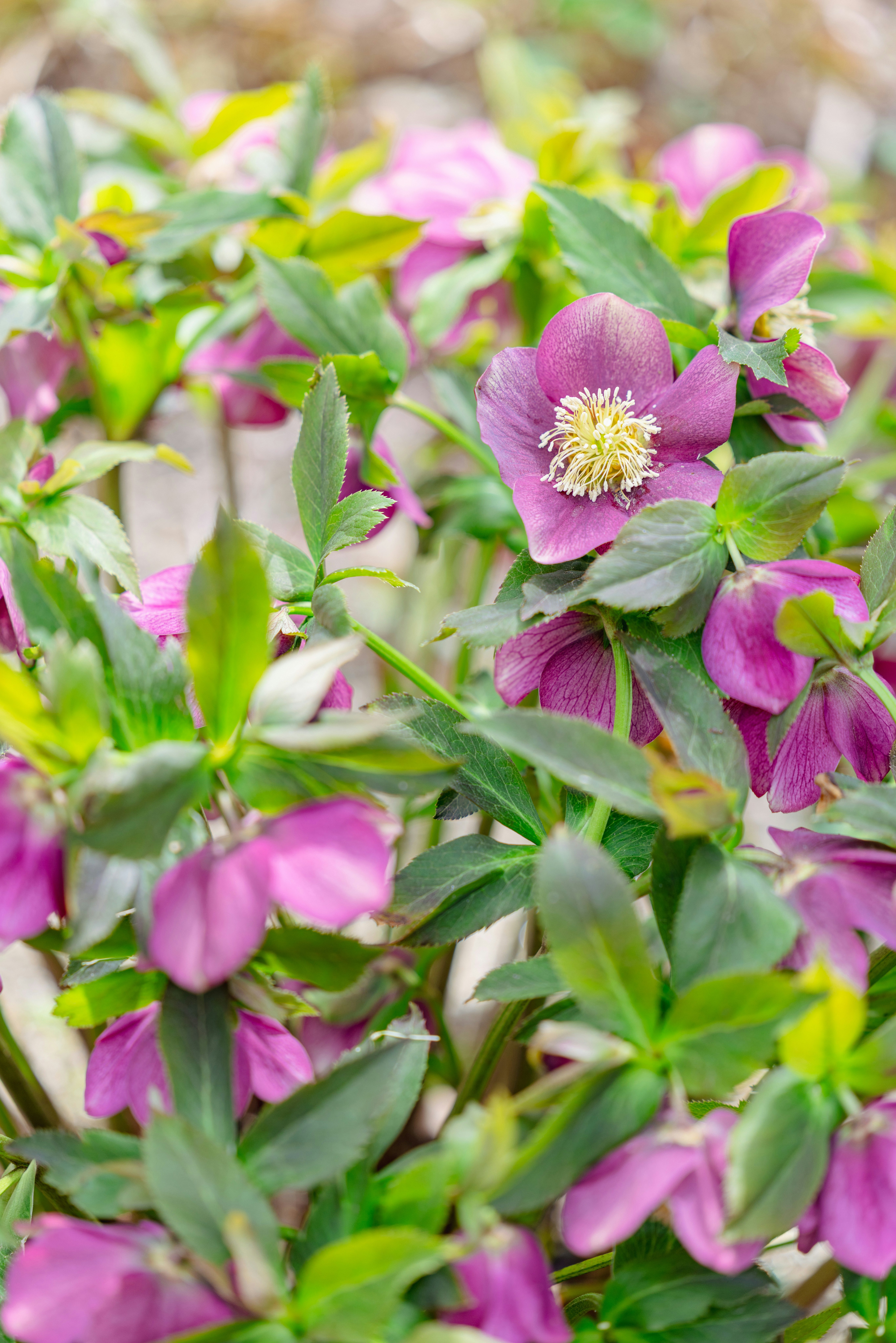 ピンクのクリスマスローズの花と葉のクローズアップ