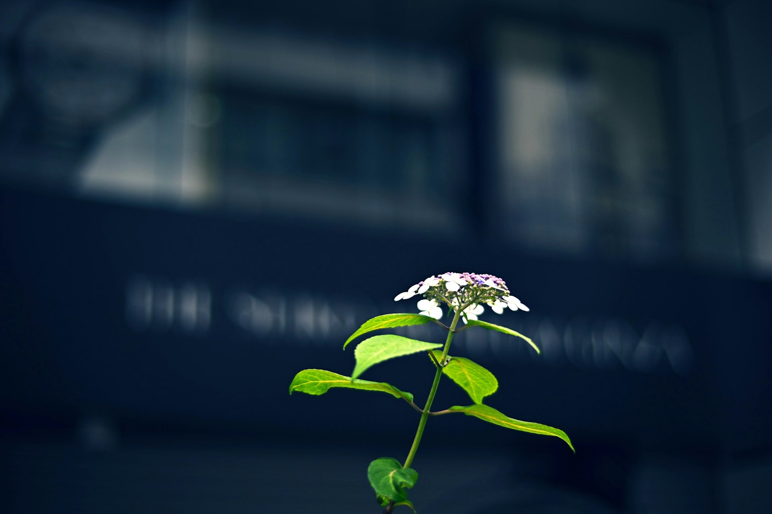 前景中有綠色葉子的白花，背景是模糊的建築