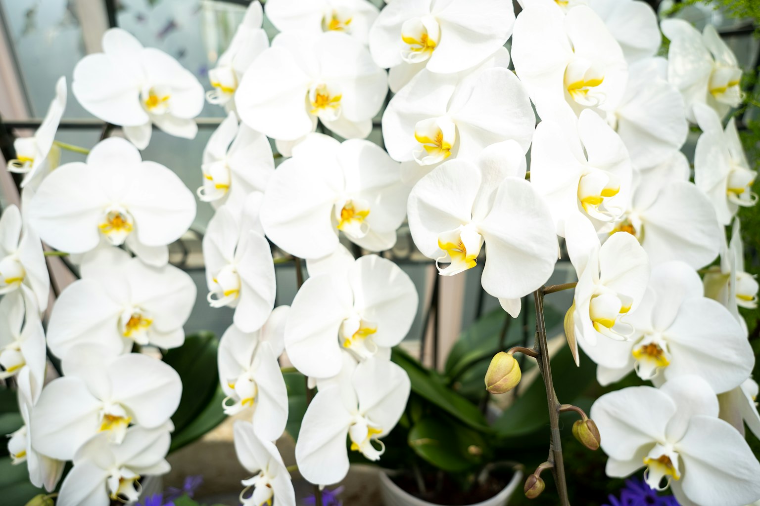 Un gruppo di bellissime orchidee bianche in piena fioritura