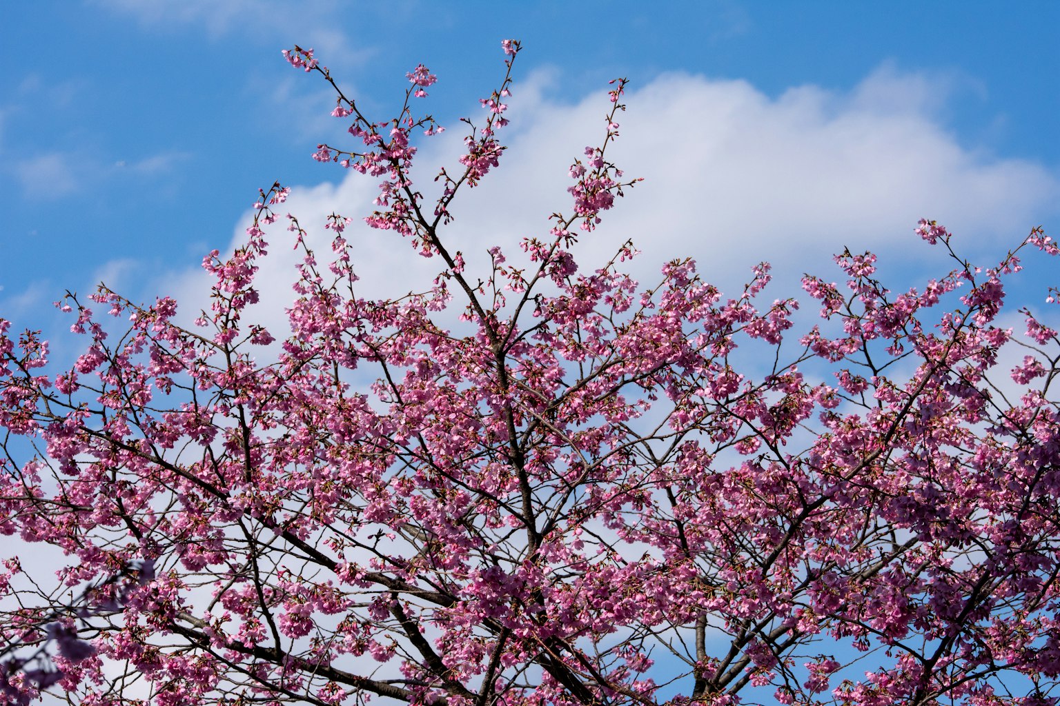 Albero di ciliegio in piena fioritura contro un cielo blu