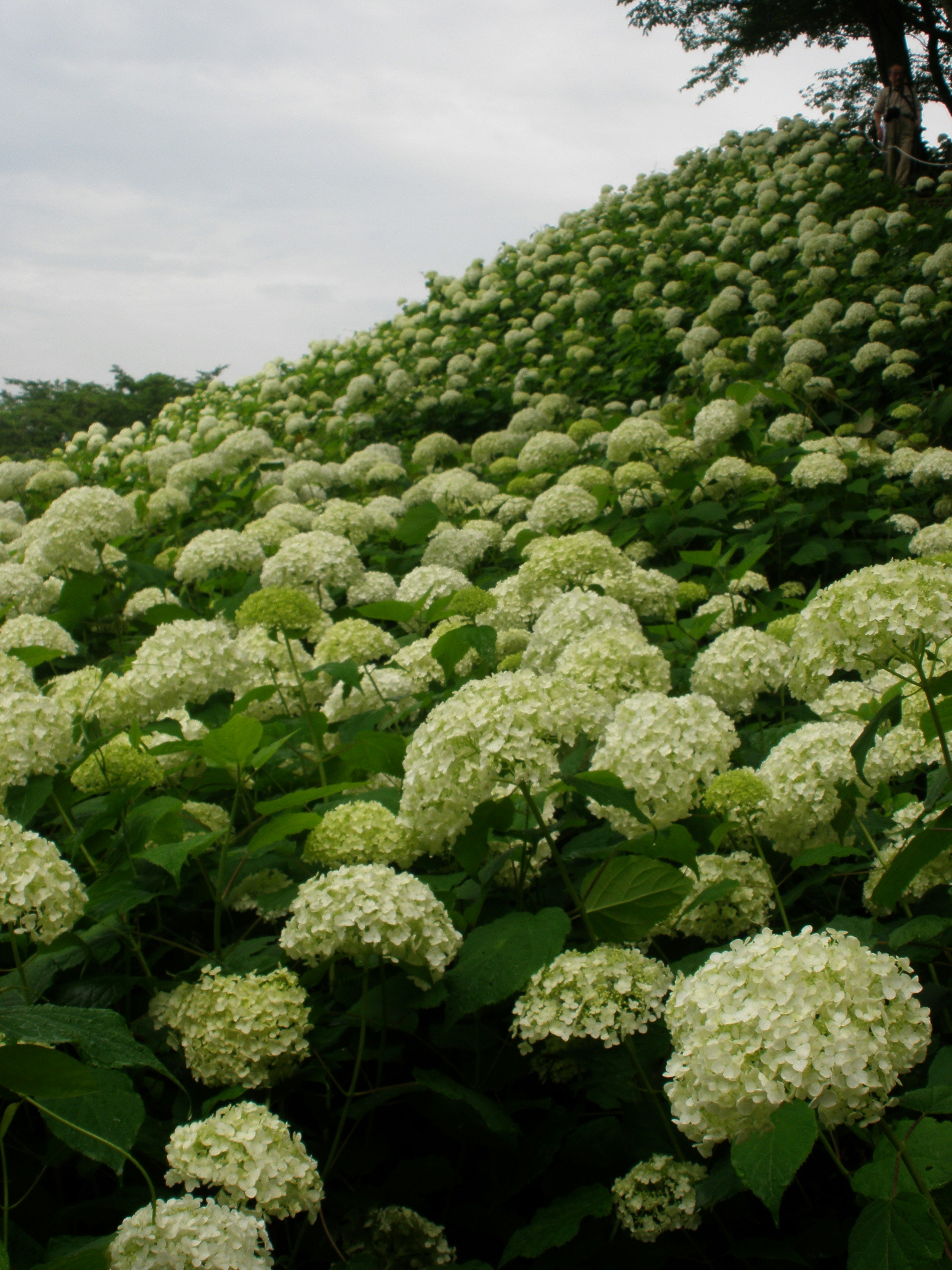 花房が密集したアジサイの群生