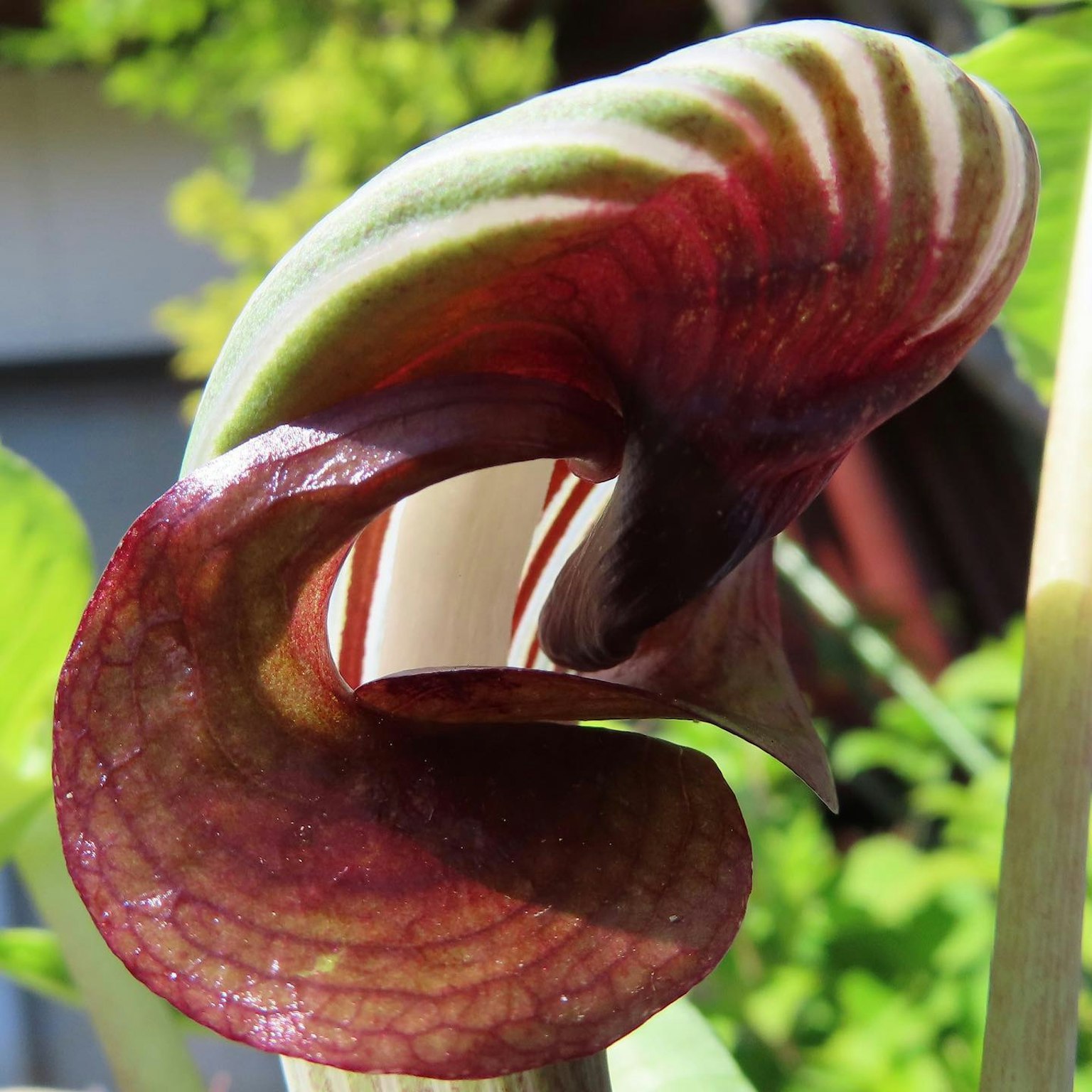 Close-up of a unique flower shape from the lily family with red-purple and green stripes