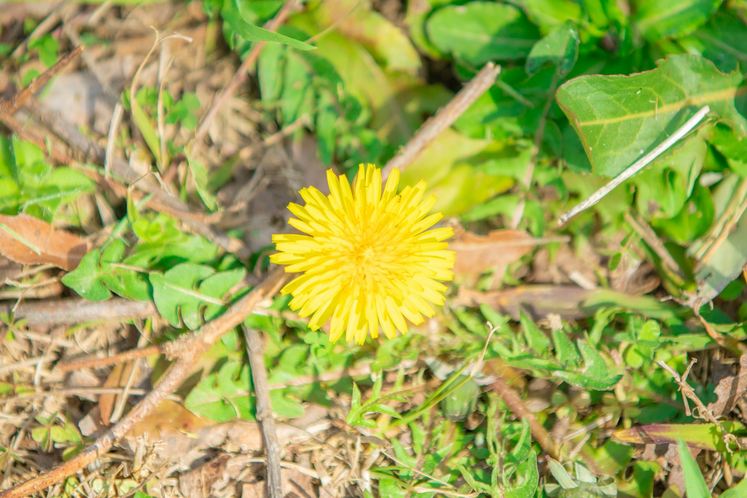 Bunga dandelion kuning cerah mekar di antara rumput hijau