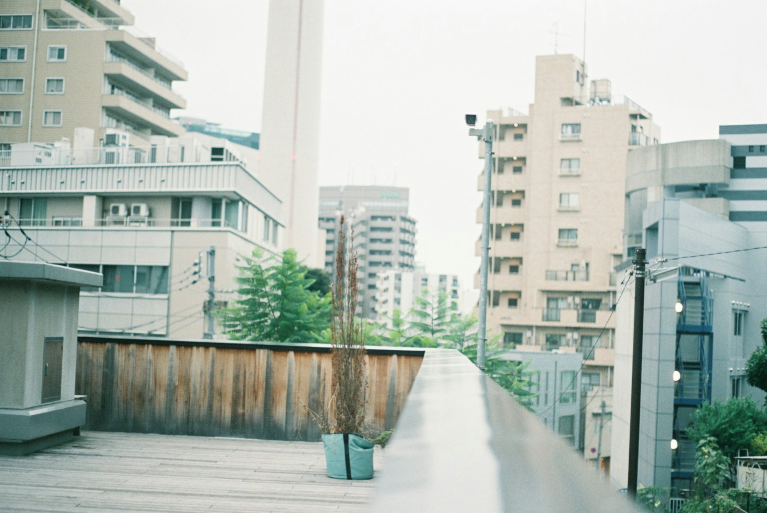 屋顶的城市景观 绿色树木与混凝土建筑