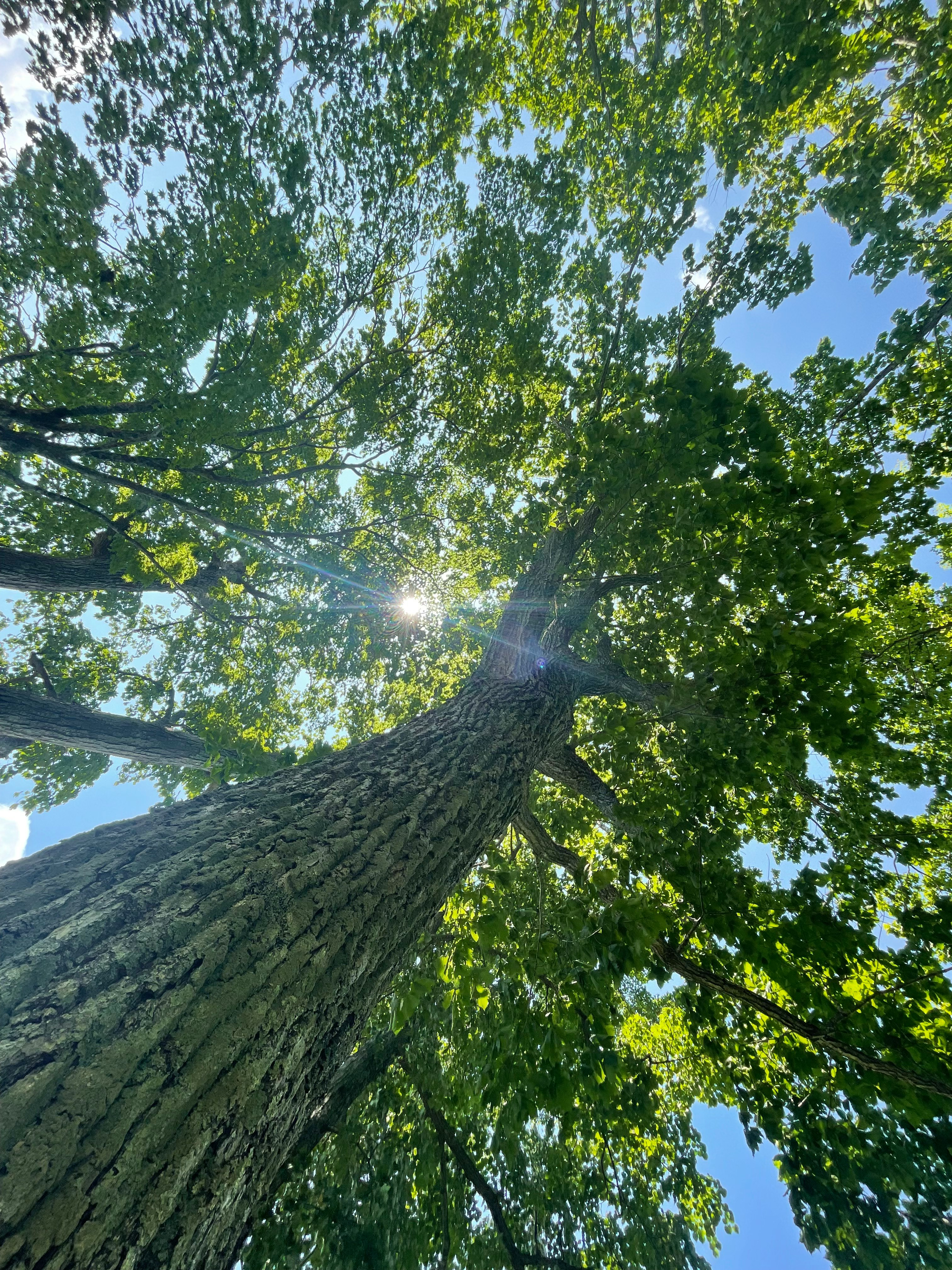 大きな樹の下の木漏れ日と青空