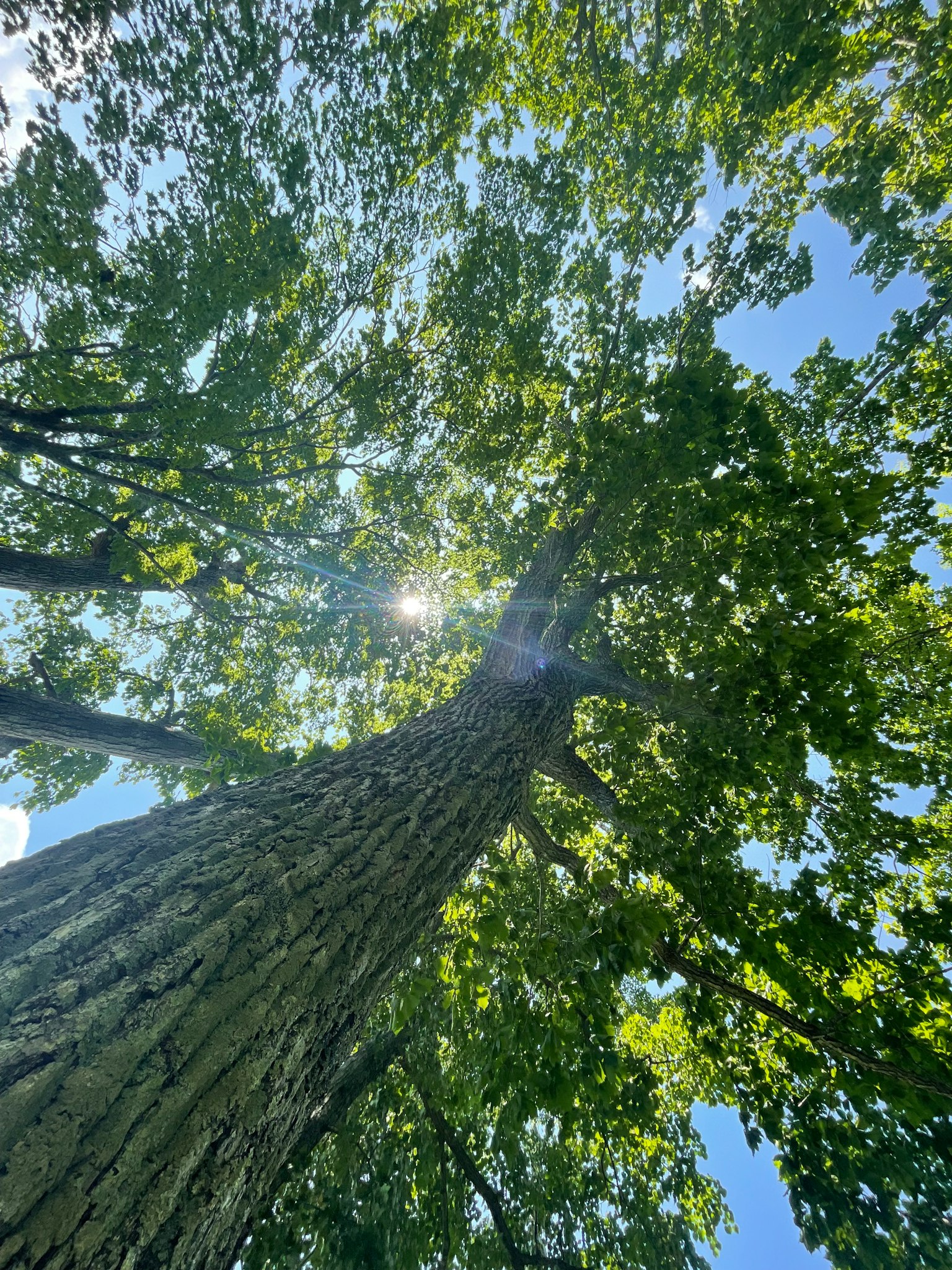 Una foto mirando hacia arriba a un árbol alto con hojas verdes contra un cielo azul