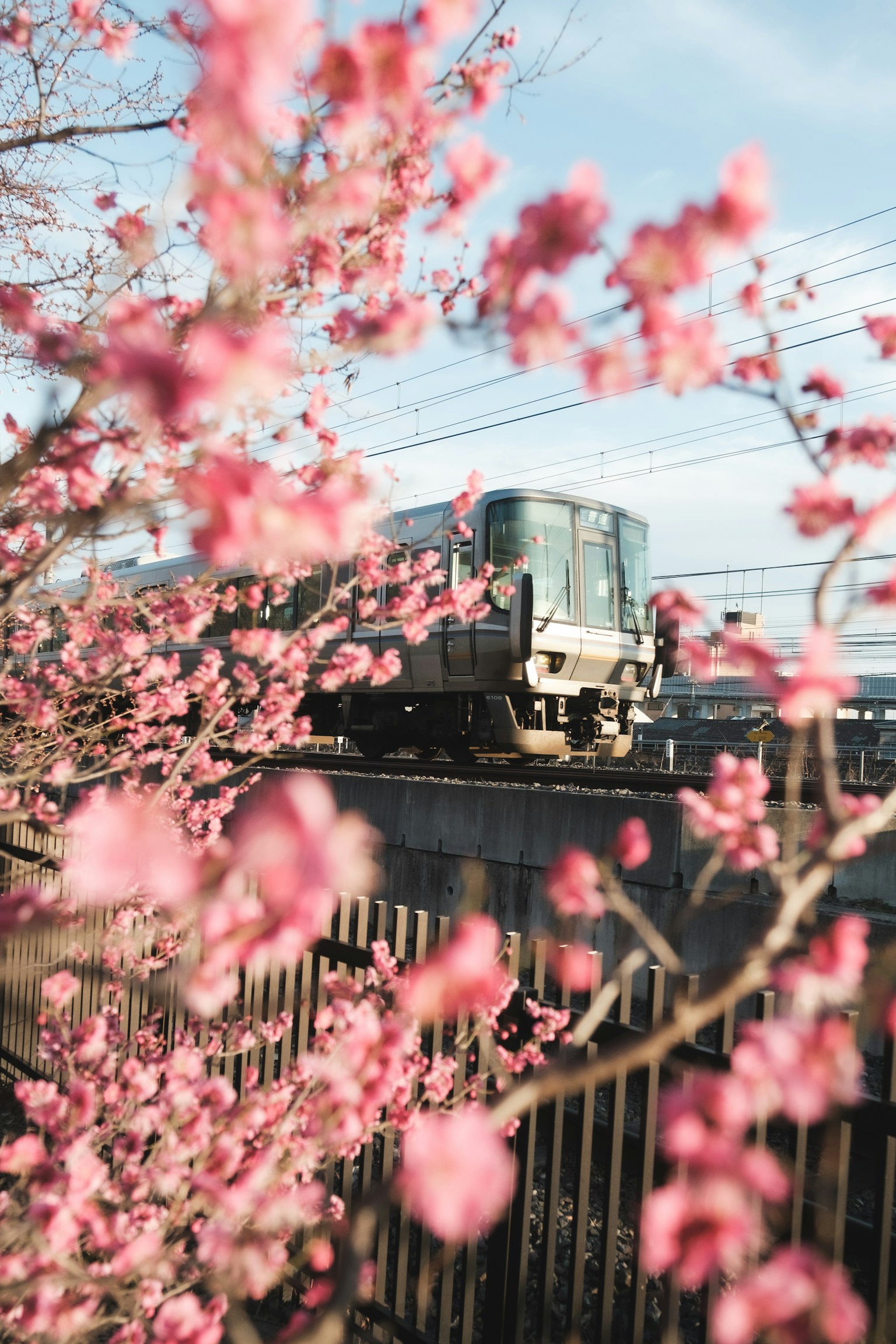 Tren pasando con flores de cerezo en primer plano
