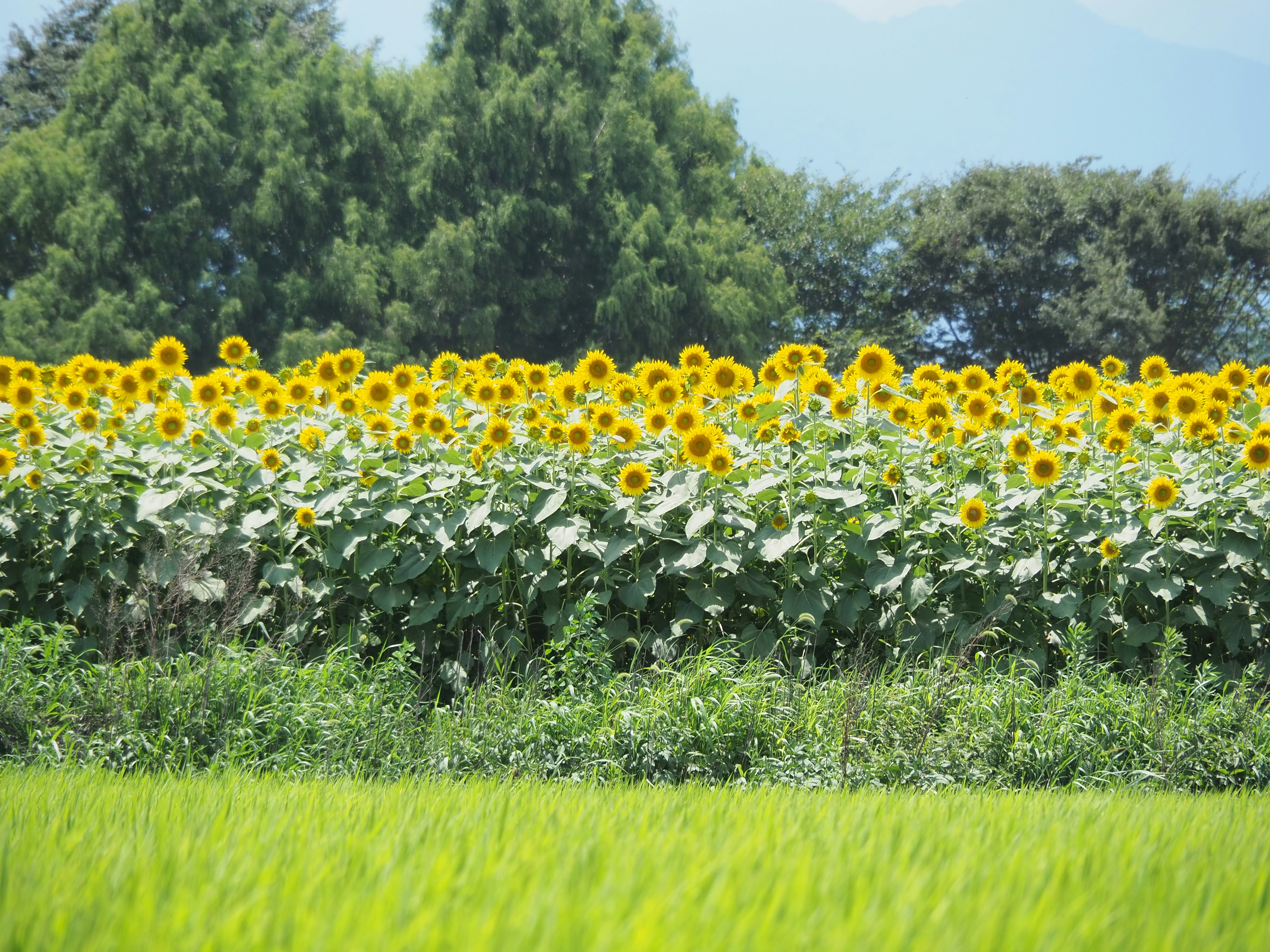 campo di girasoli circondato da una foresta verde