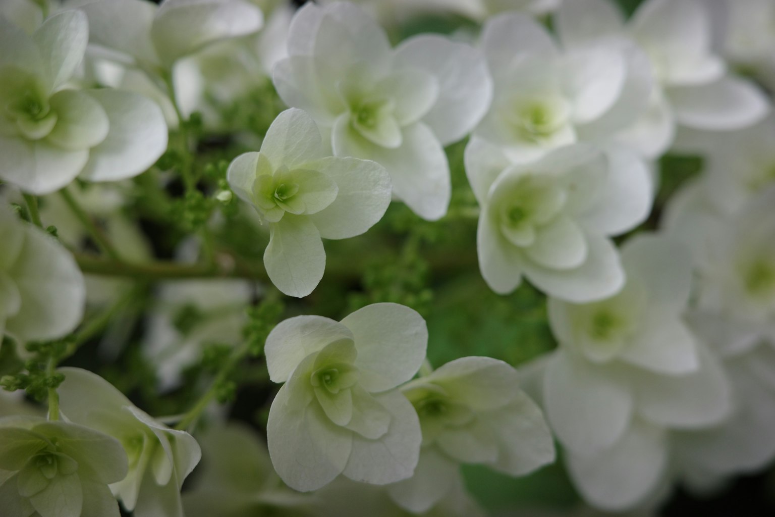 Nahaufnahme von weißen Hortensienblüten mit zarten grünen Zentren