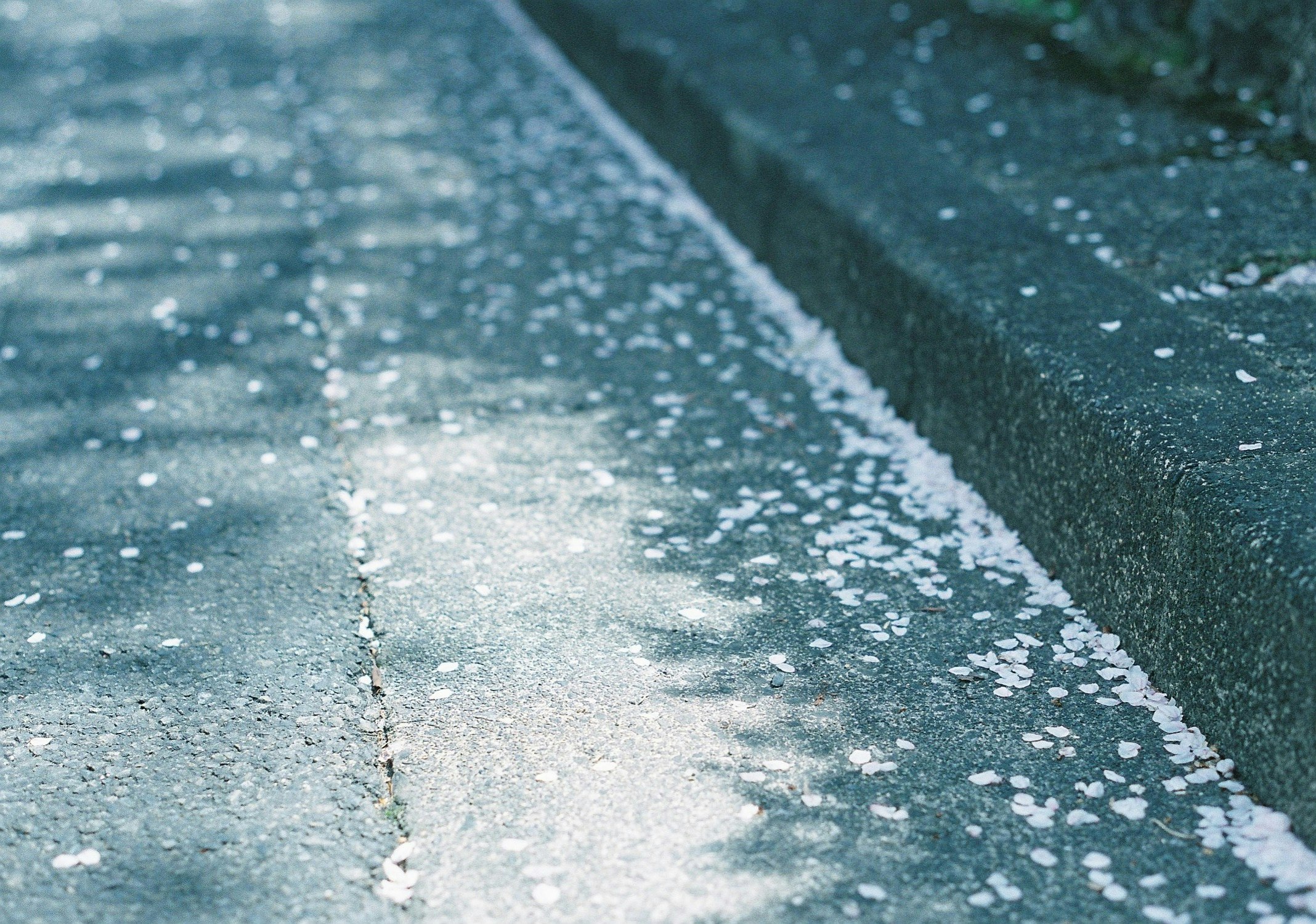 雨上がりの濡れた路面に散る小さな水滴のクローズアップ