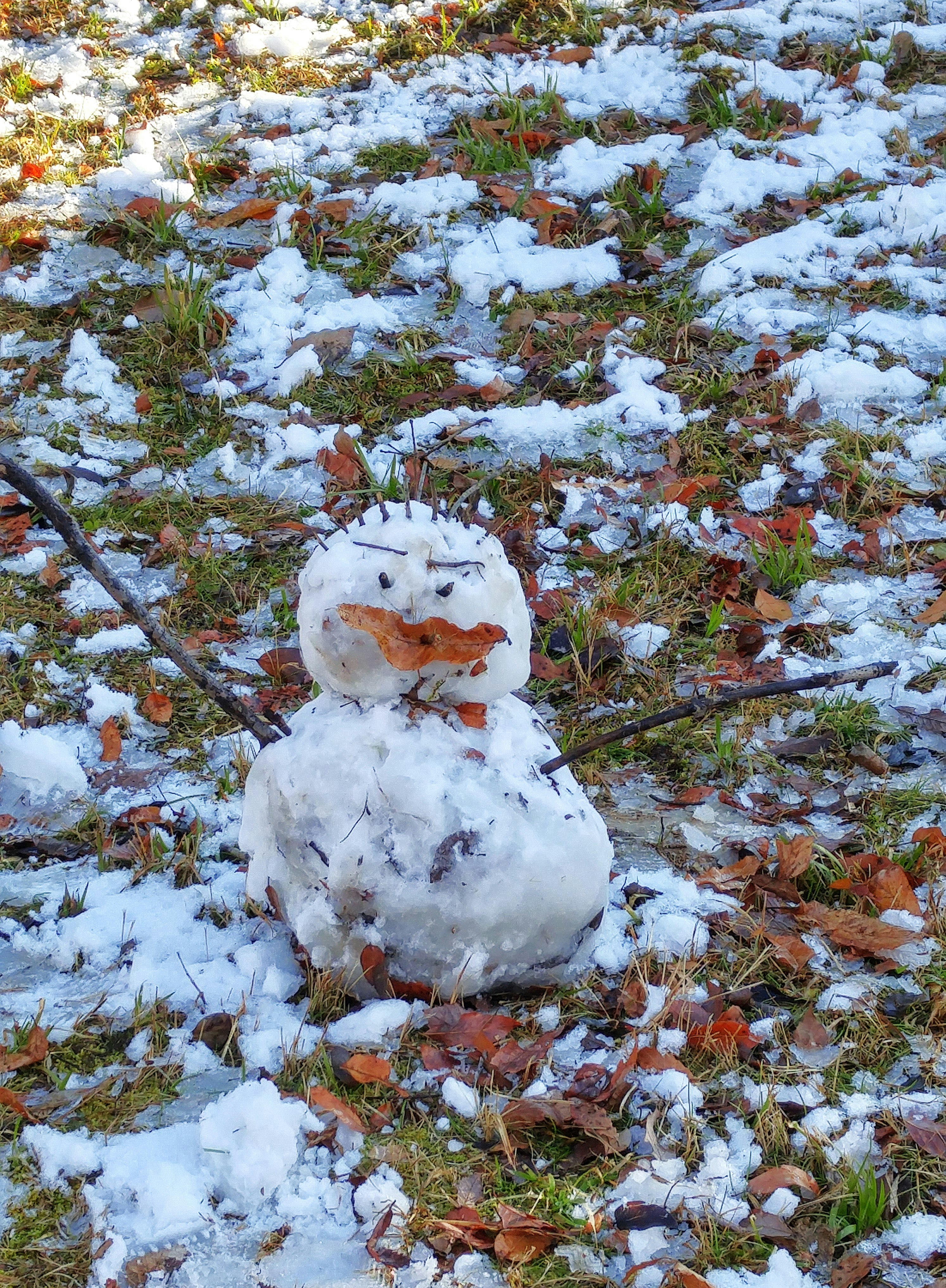 雪の上に並ぶ小さな松ぼっくりと草