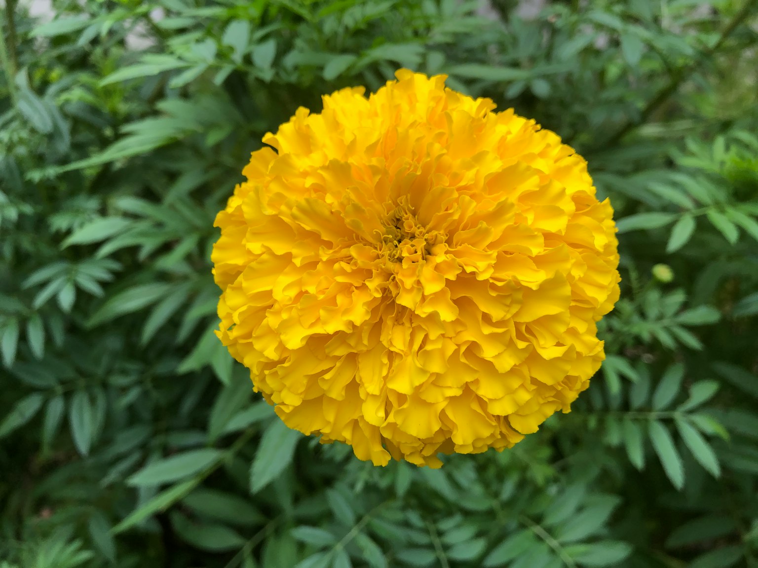 鲜艳的黄色万寿菊花在绿色叶子背景中盛开