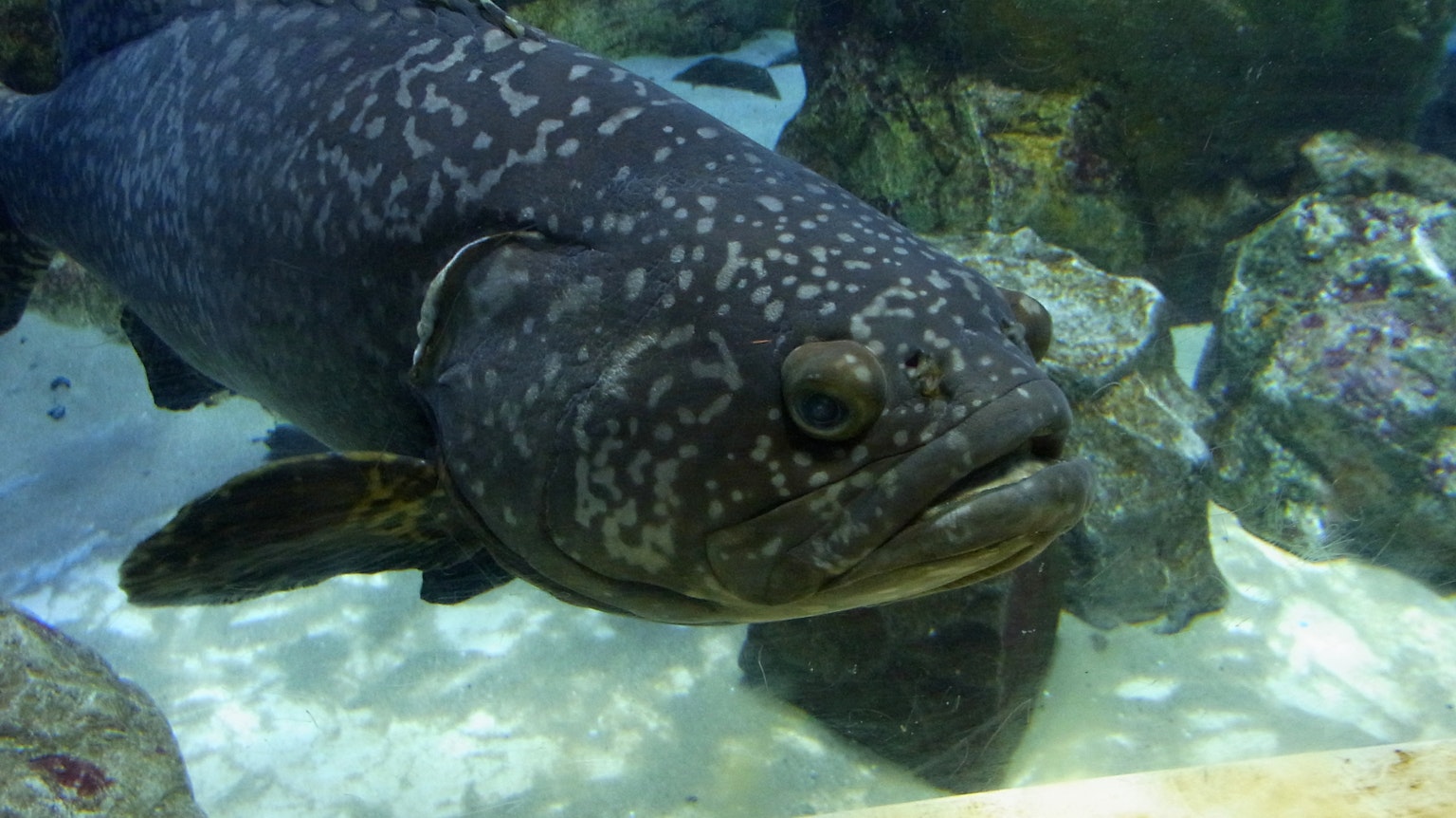 Large fish swimming underwater with a black and white spotted pattern rocks and aquatic plants in the background