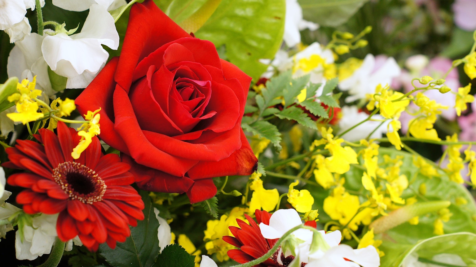 Leuchtend rote Rose umgeben von verschiedenen bunten Blumen