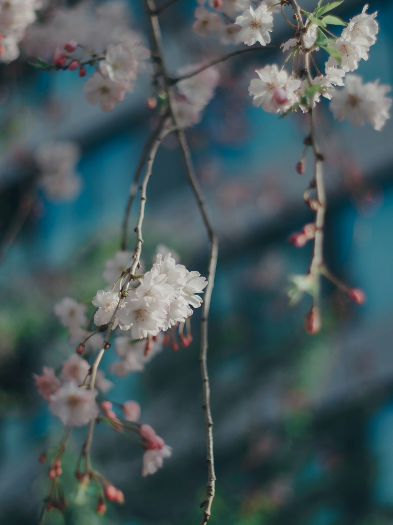蓝色背景下樱花枝条的特写