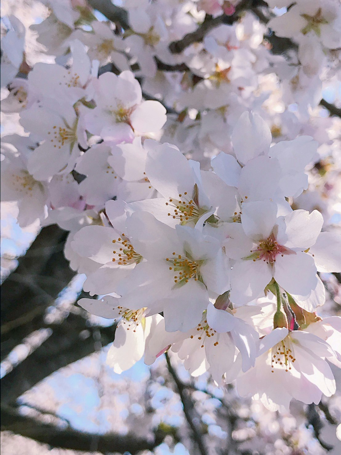 桜の花びらが舞う満開の桜の枝先