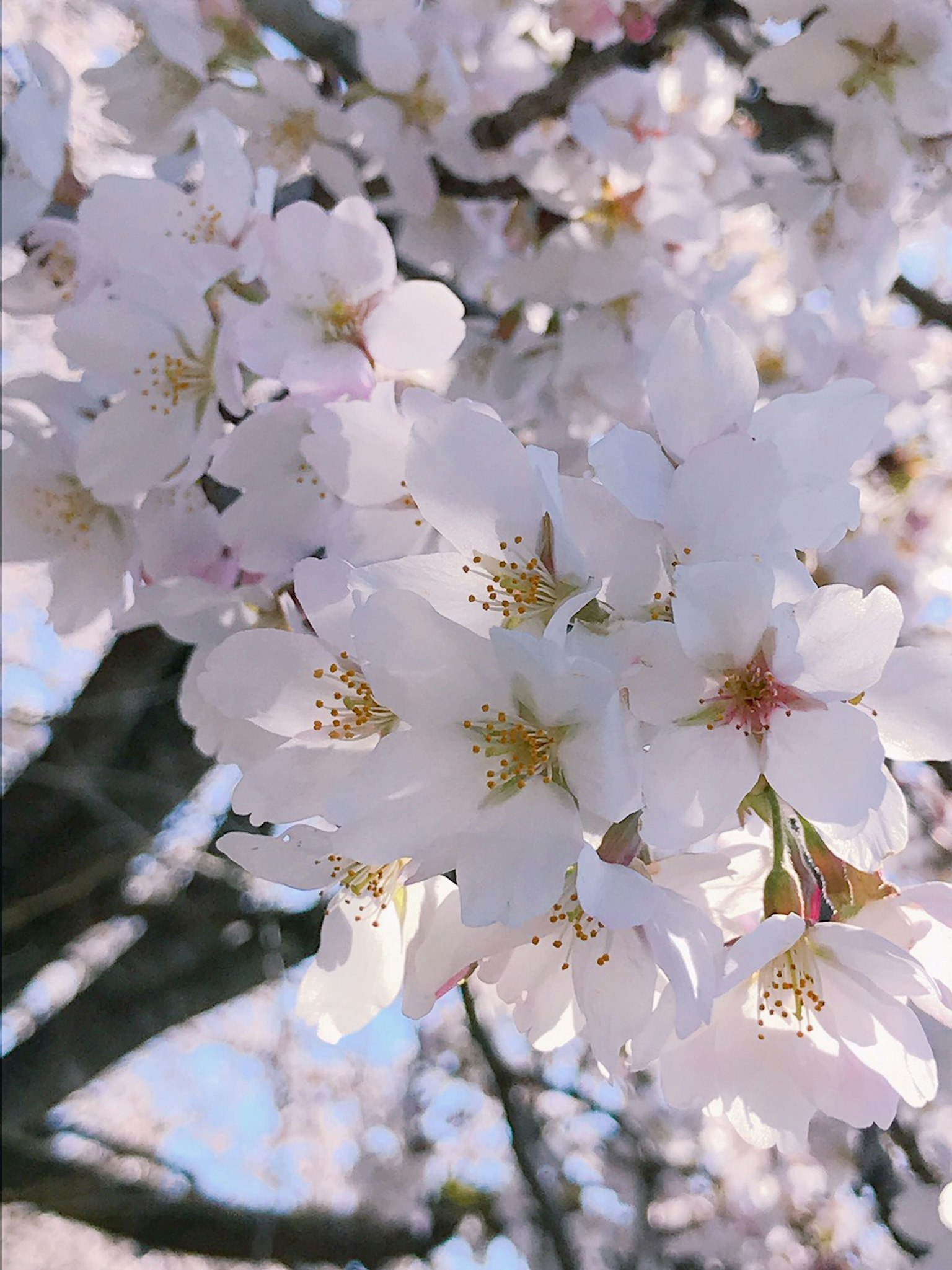 Close-up of cherry blossoms in full bloom