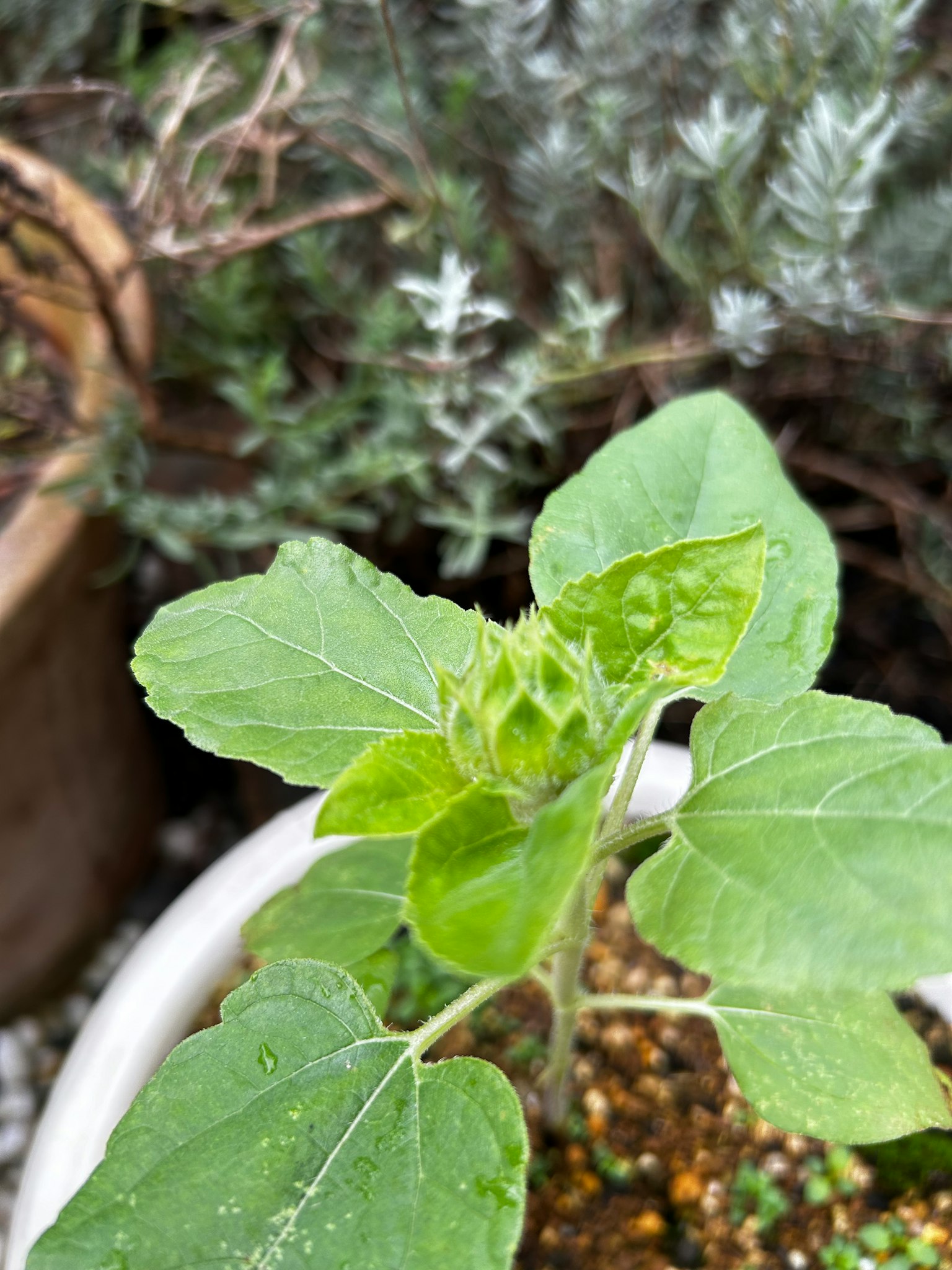 Primo piano di una pianta in vaso con foglie verdi e un bocciolo