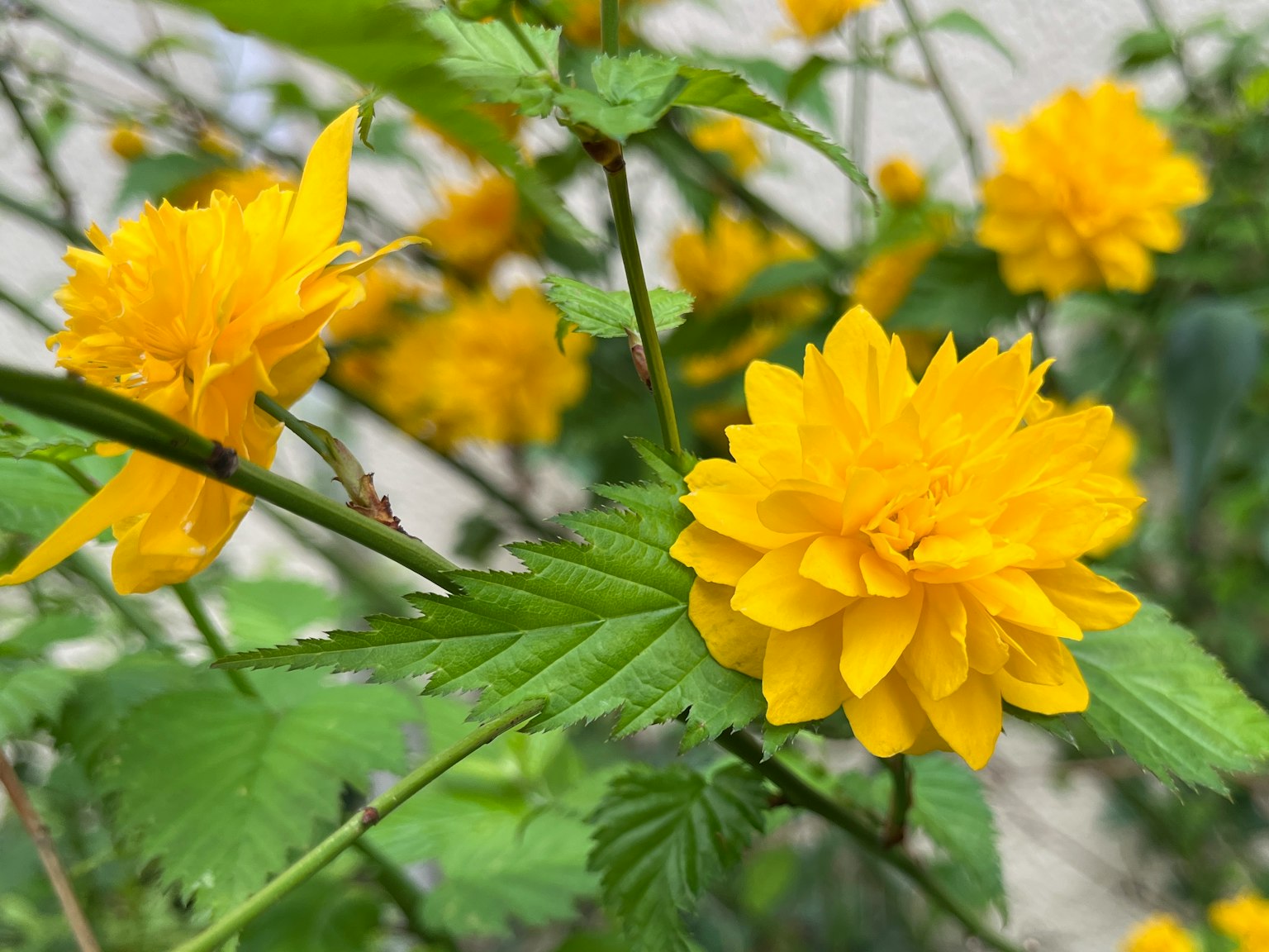 Nahaufnahme einer Pflanze mit leuchtend gelben Blumen