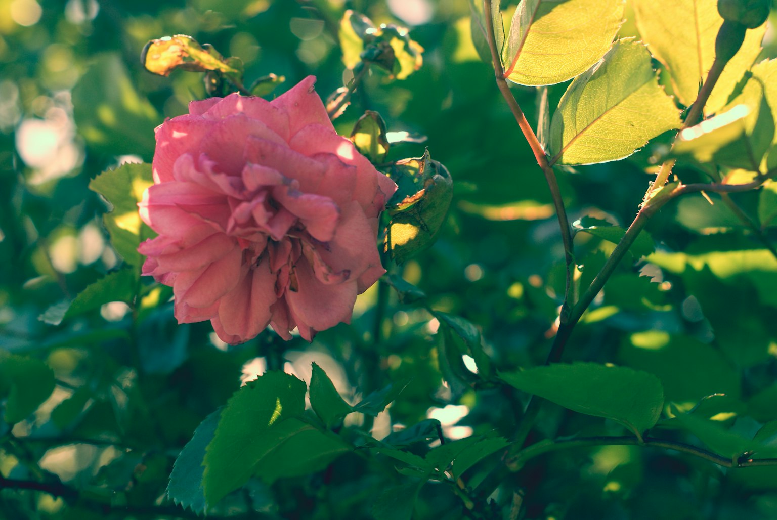 Fiore di rosa rosa visibile tra le foglie verdi