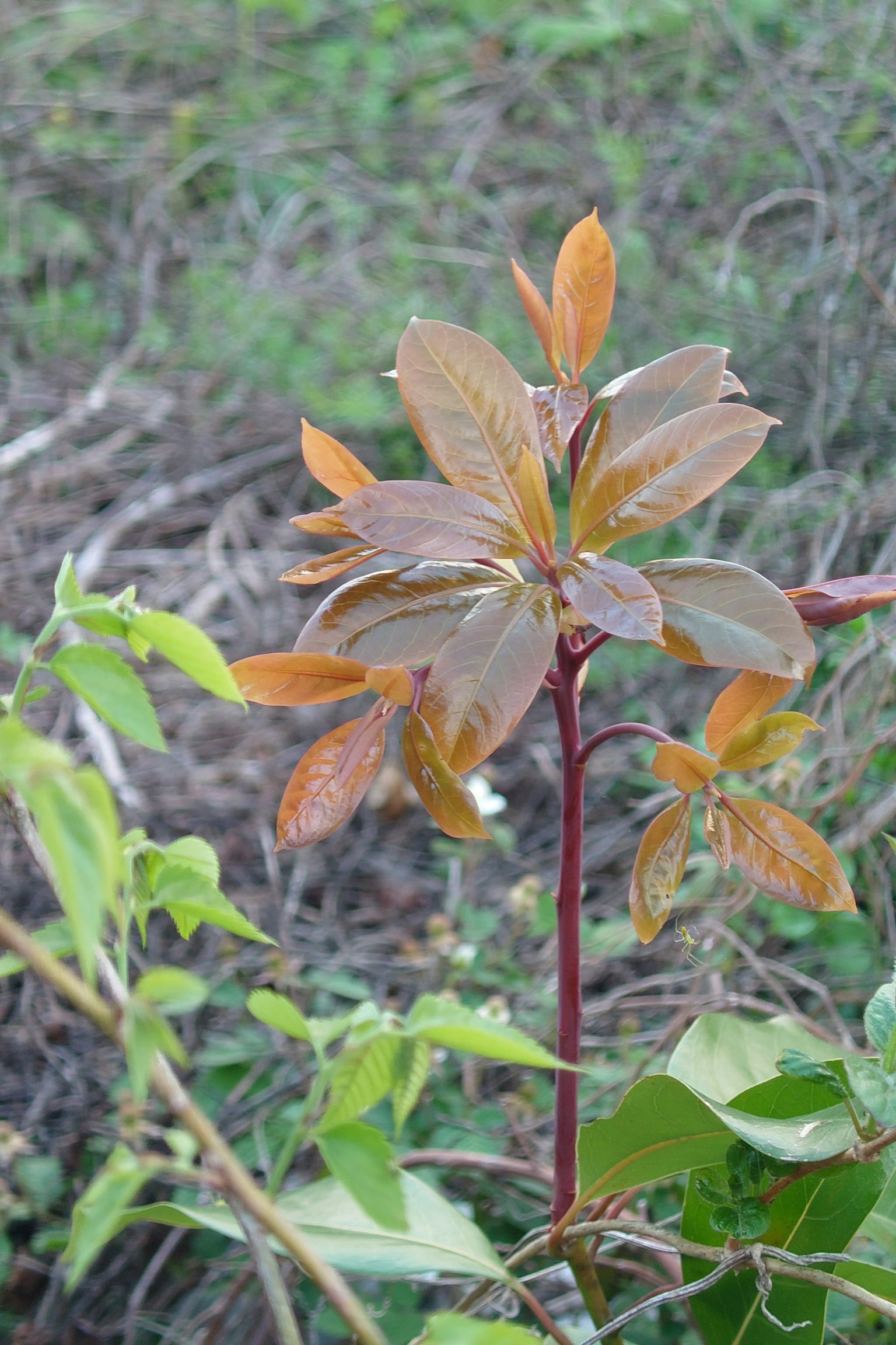 Close-up of a young plant with new green and brown leaves