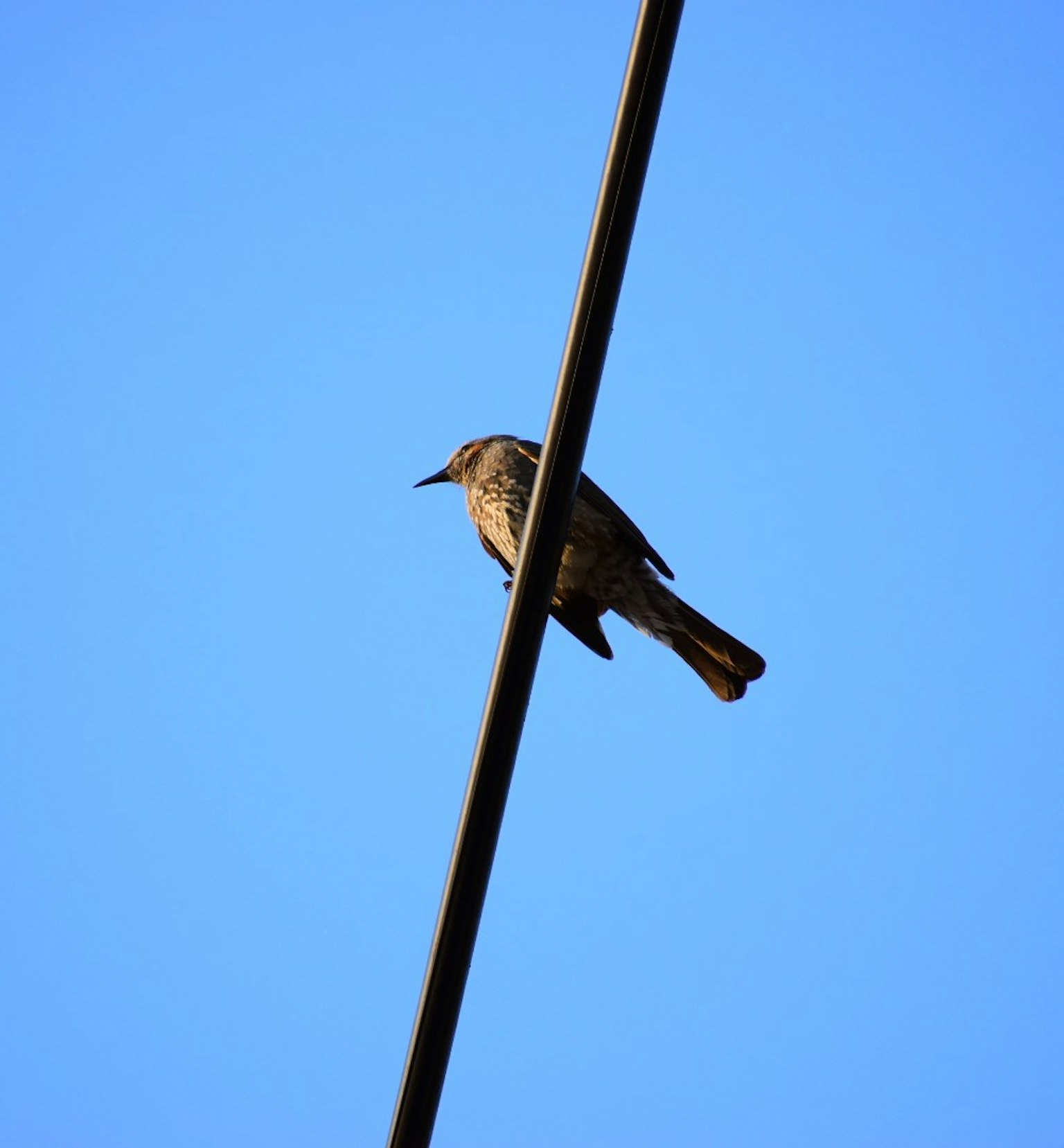 Oiseau perché sur un fil contre un ciel bleu clair