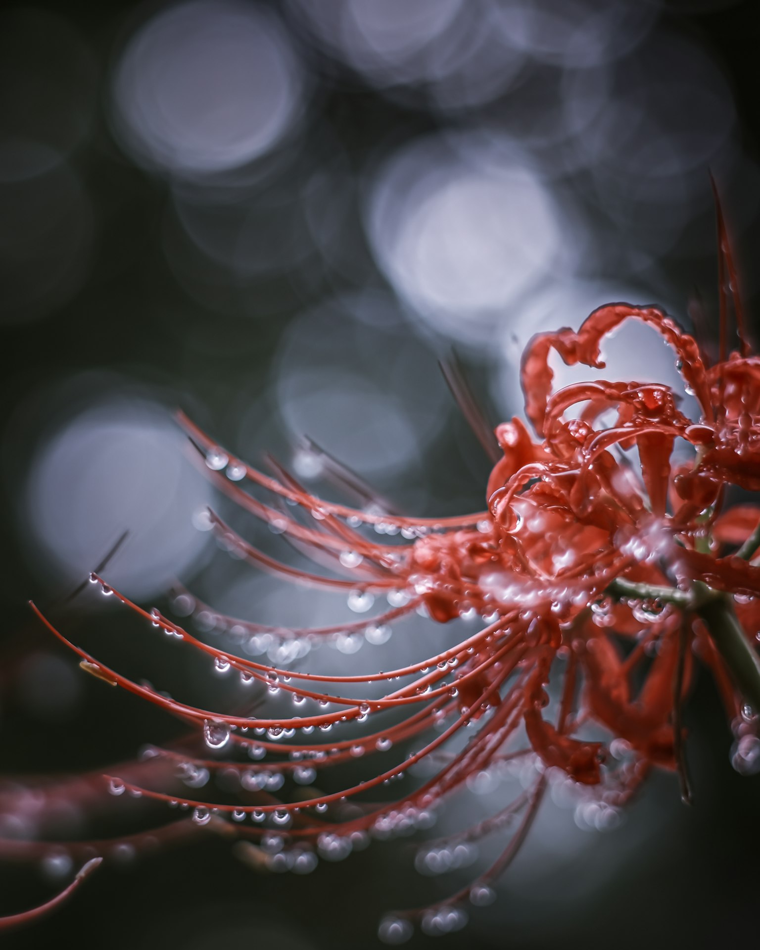 Rote Blume mit Tropfen vor einem verschwommenen Hintergrund