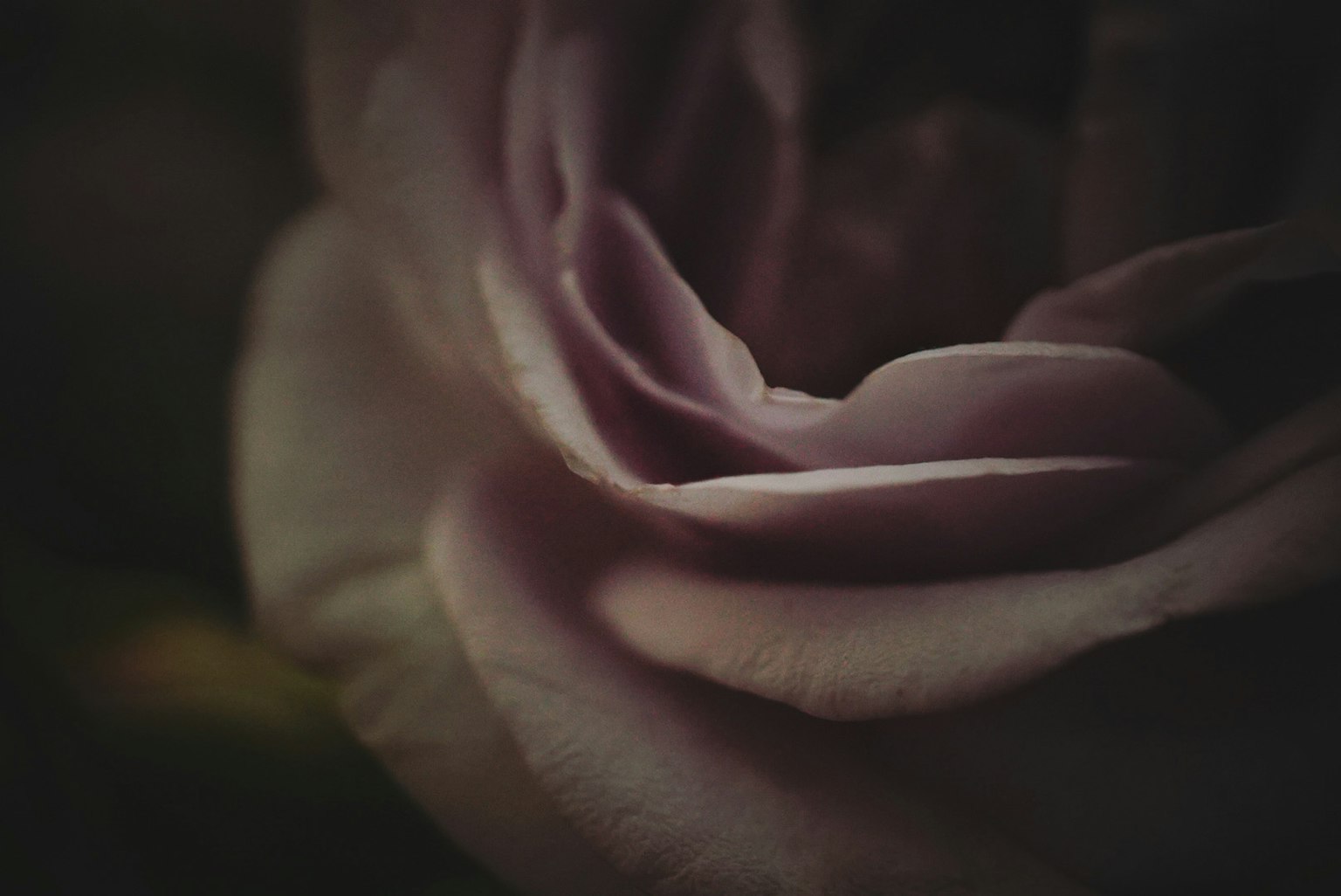 Gros plan de pétales de rose lavande douce sur fond sombre