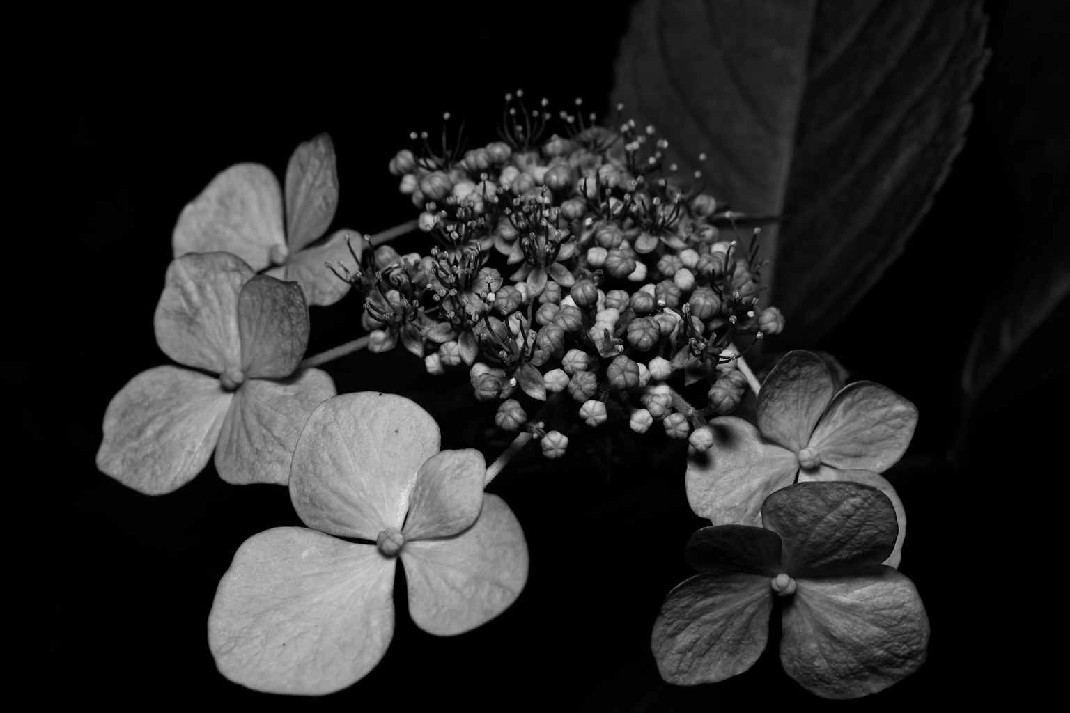 Hortensienblüten und Knospen vor einem Schwarz-Weiß-Hintergrund