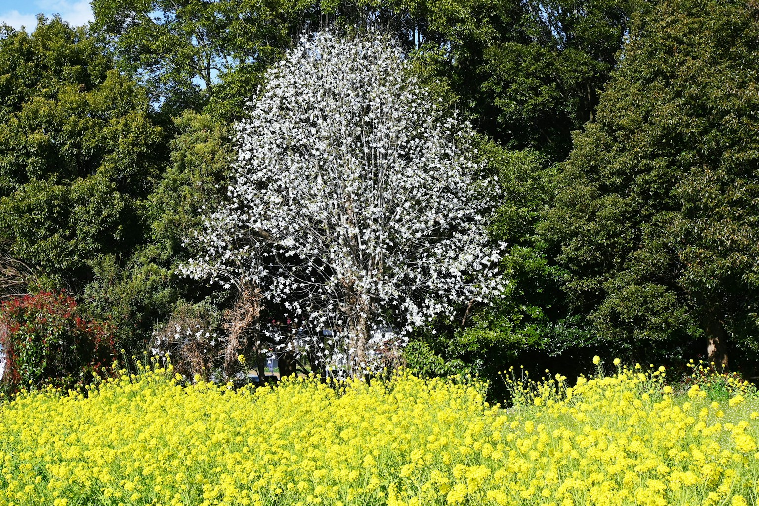 白い花が咲く木と黄色い菜の花のフィールド