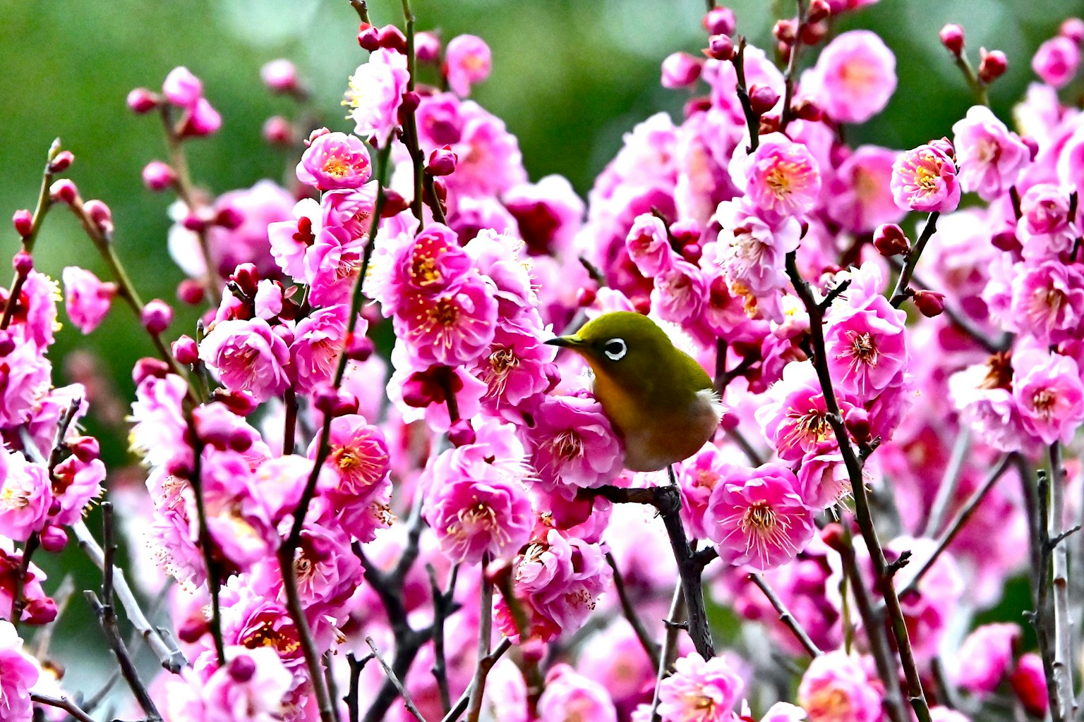 Une photo vibrante d'un petit oiseau parmi des fleurs roses