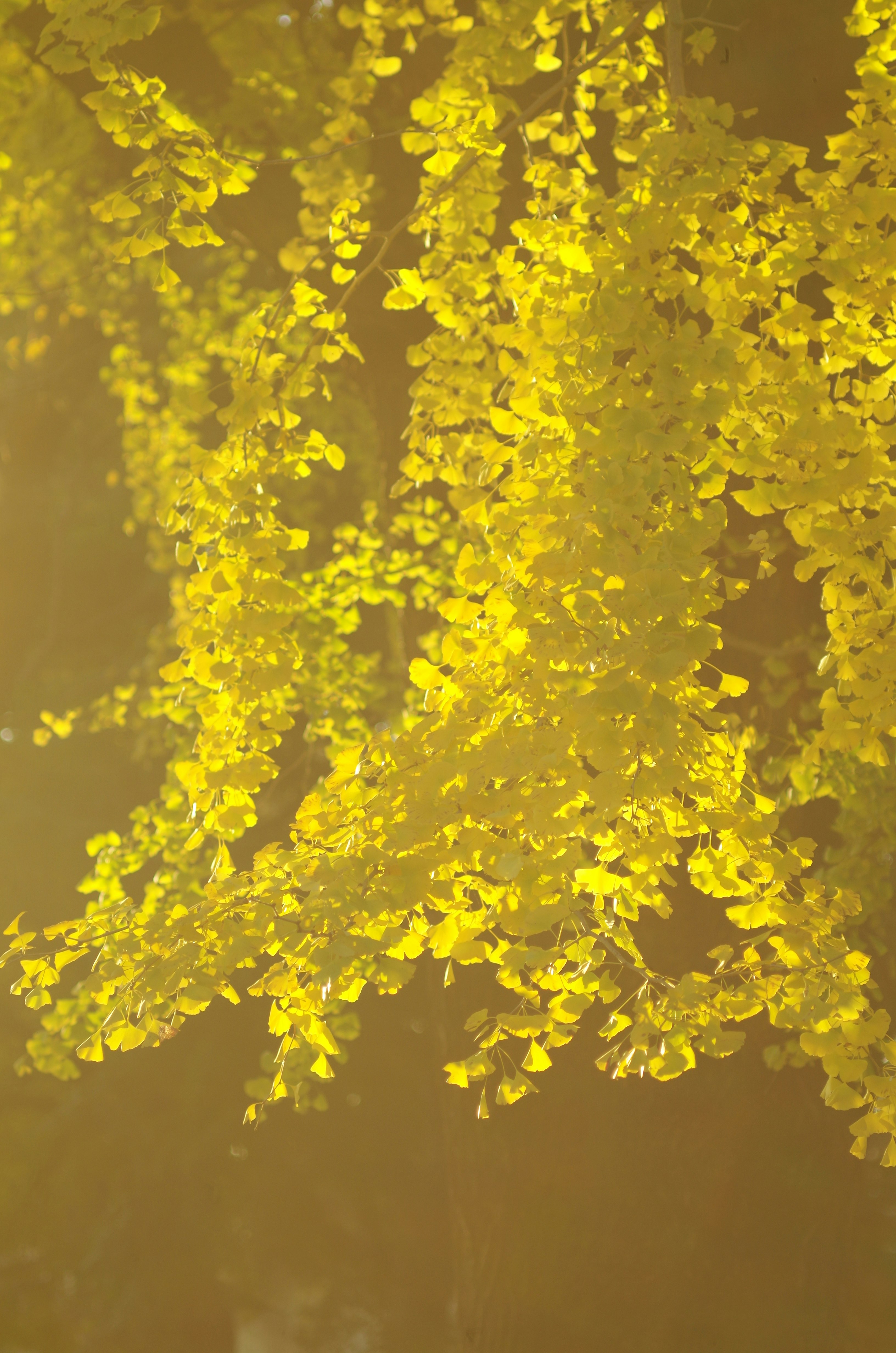 黄色い花びらのような光が舞う背景