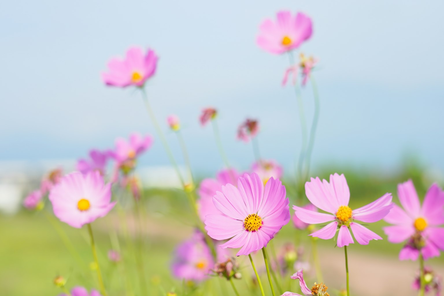Campo de flores de cosmos rosa en flor bajo un cielo despejado