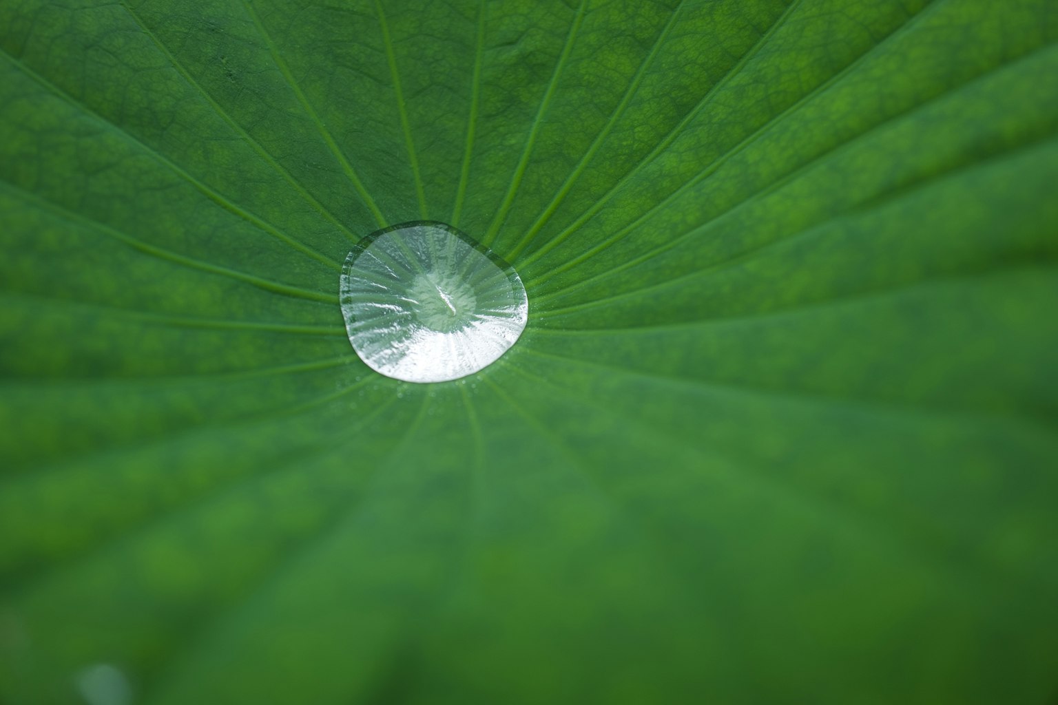 Primo piano di una goccia d'acqua su una foglia verde