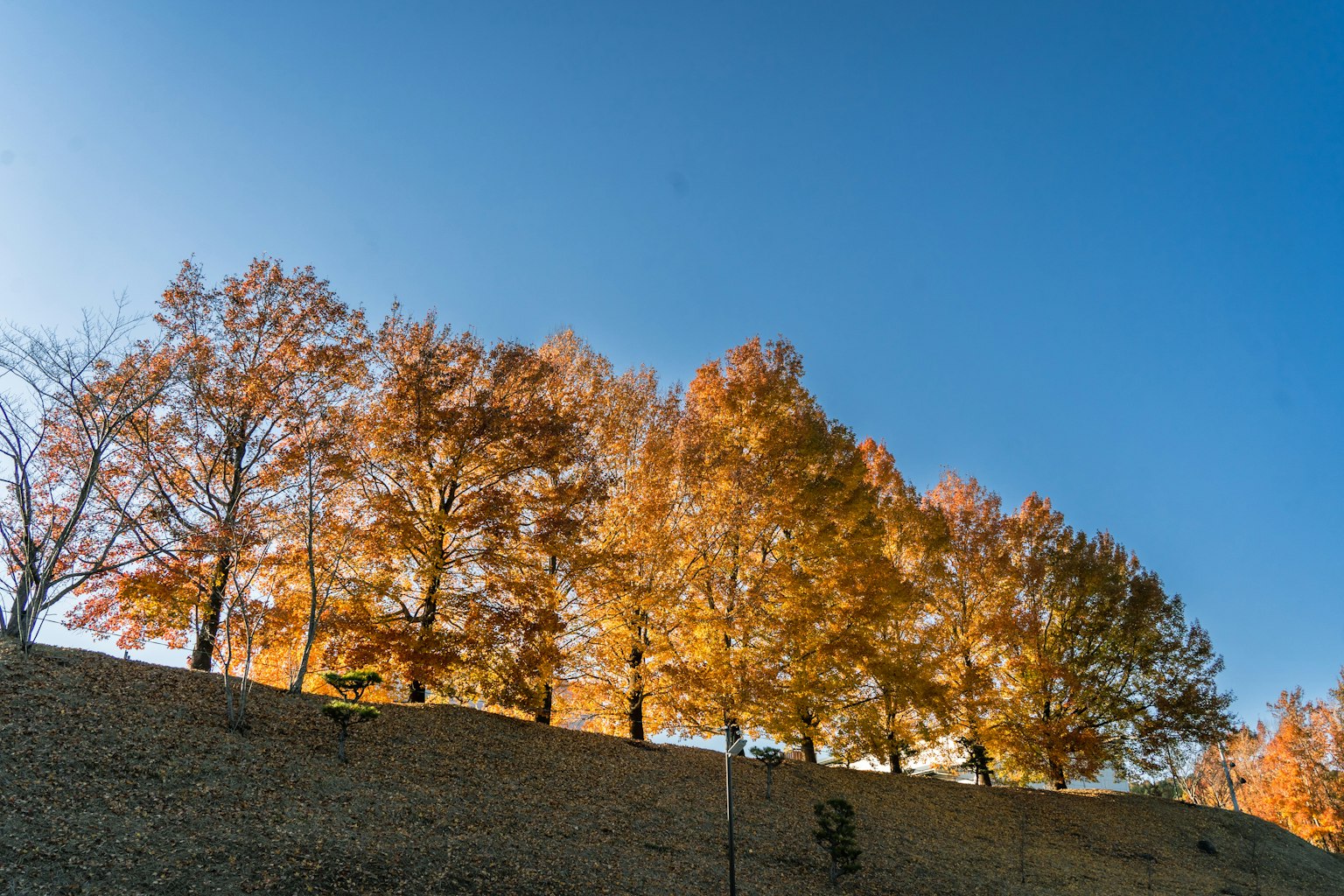 A landscape featuring trees with orange leaves under a blue sky