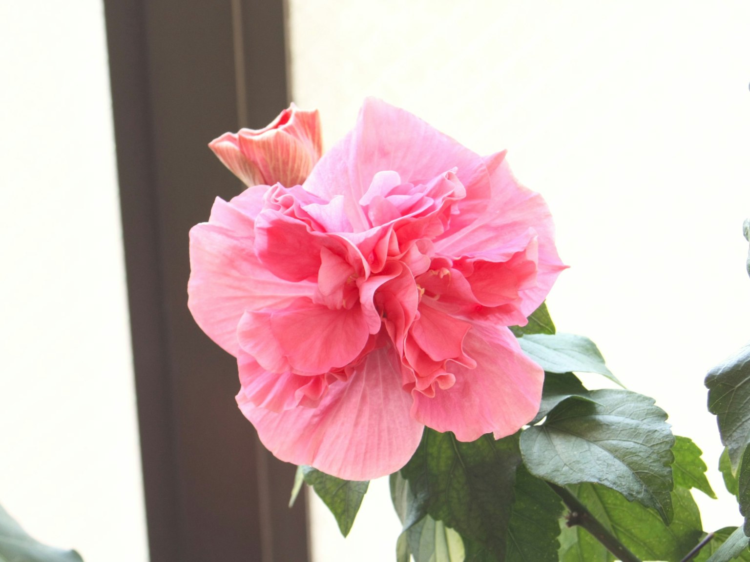 Close-up bunga pink yang mekar di tanaman