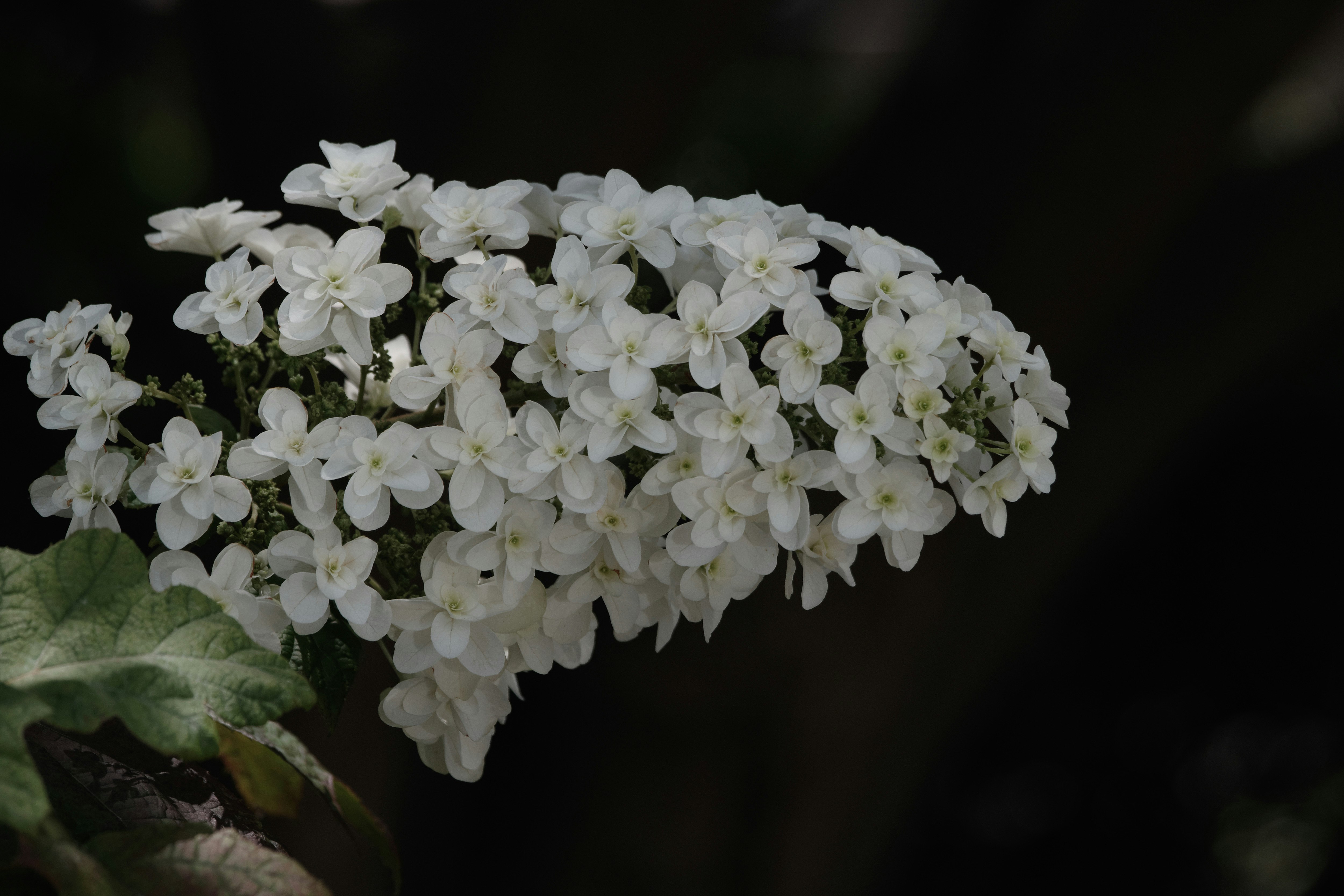 柏の葉に似た葉を持つ白いカシワバアジサイの花