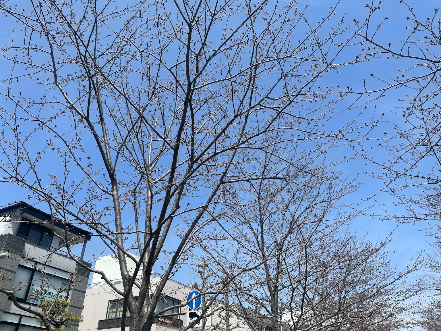Leafless trees under a blue sky with buildings