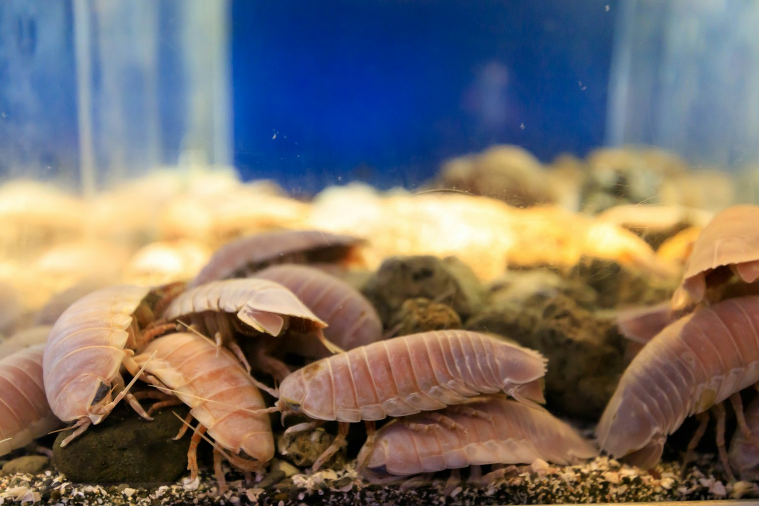 Un gruppo di creature simili a gamberi riunite in un acquario