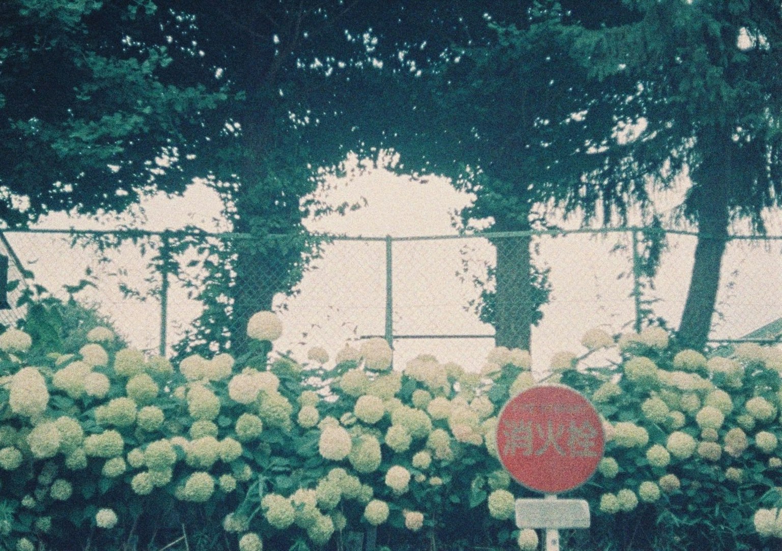 Eine Szene mit blühenden weißen Blumen und einem roten Stoppschild