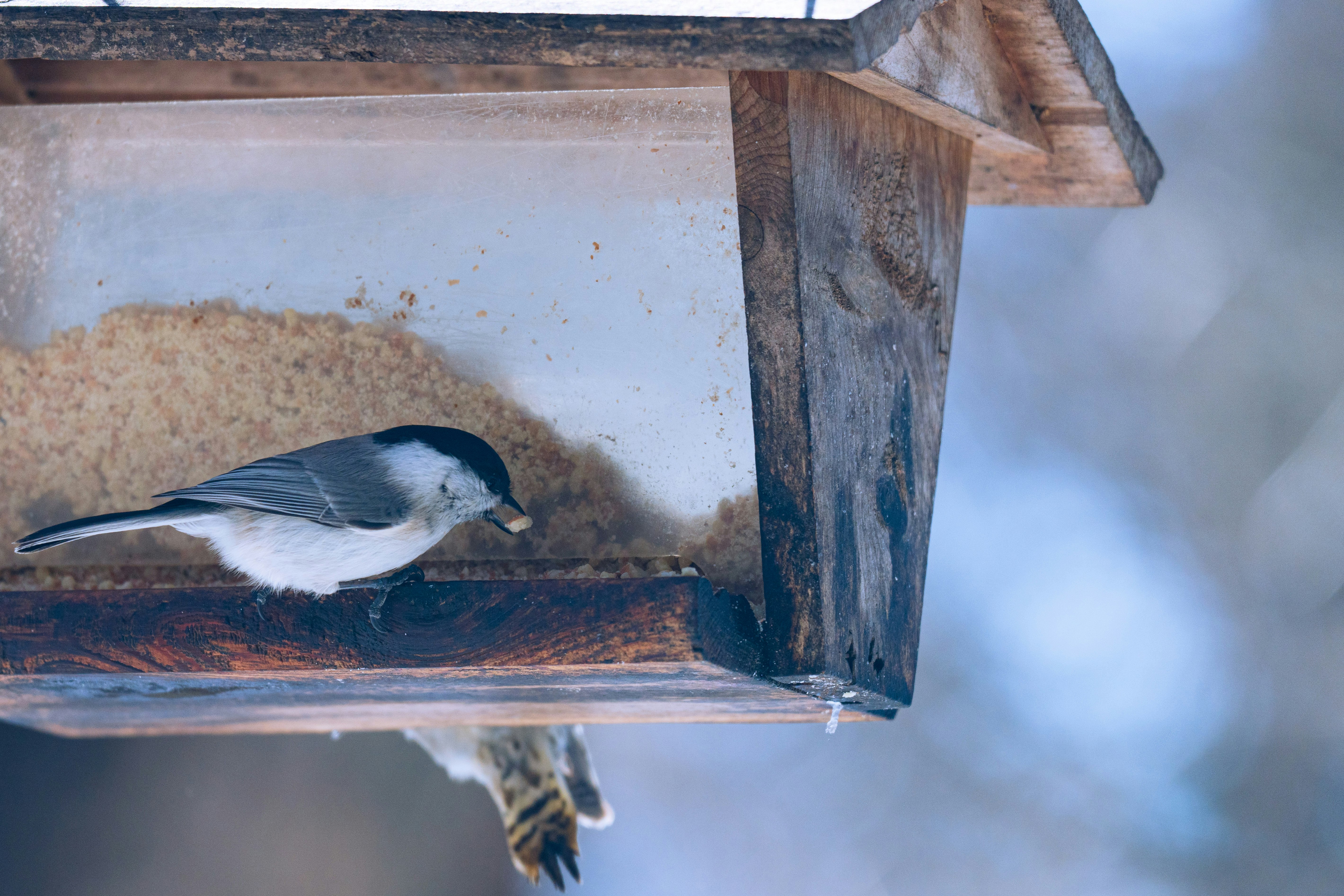 bird perched on a wooden nesting box