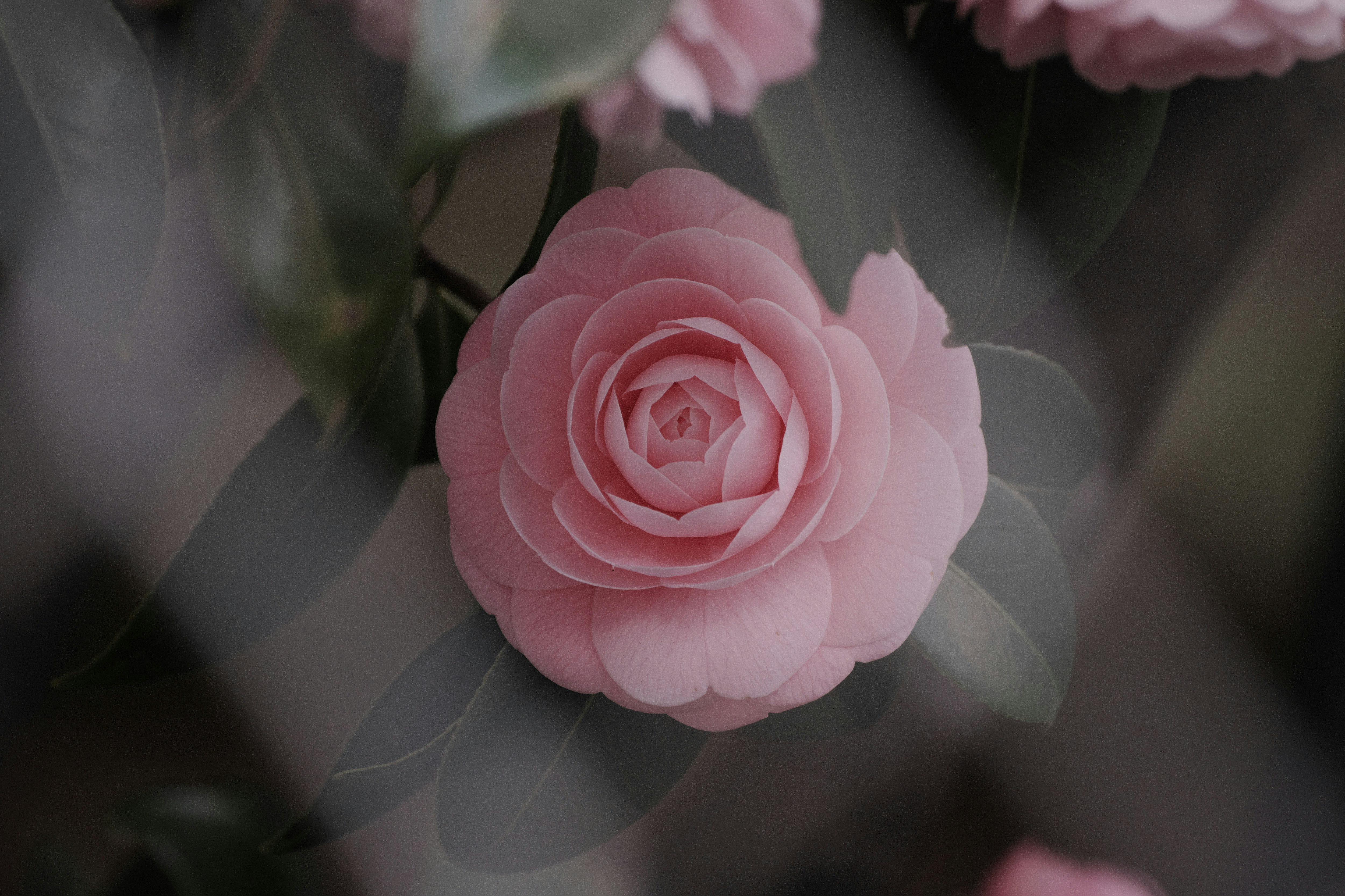 フェンス越しのピンクの乙女椿（椿の花）