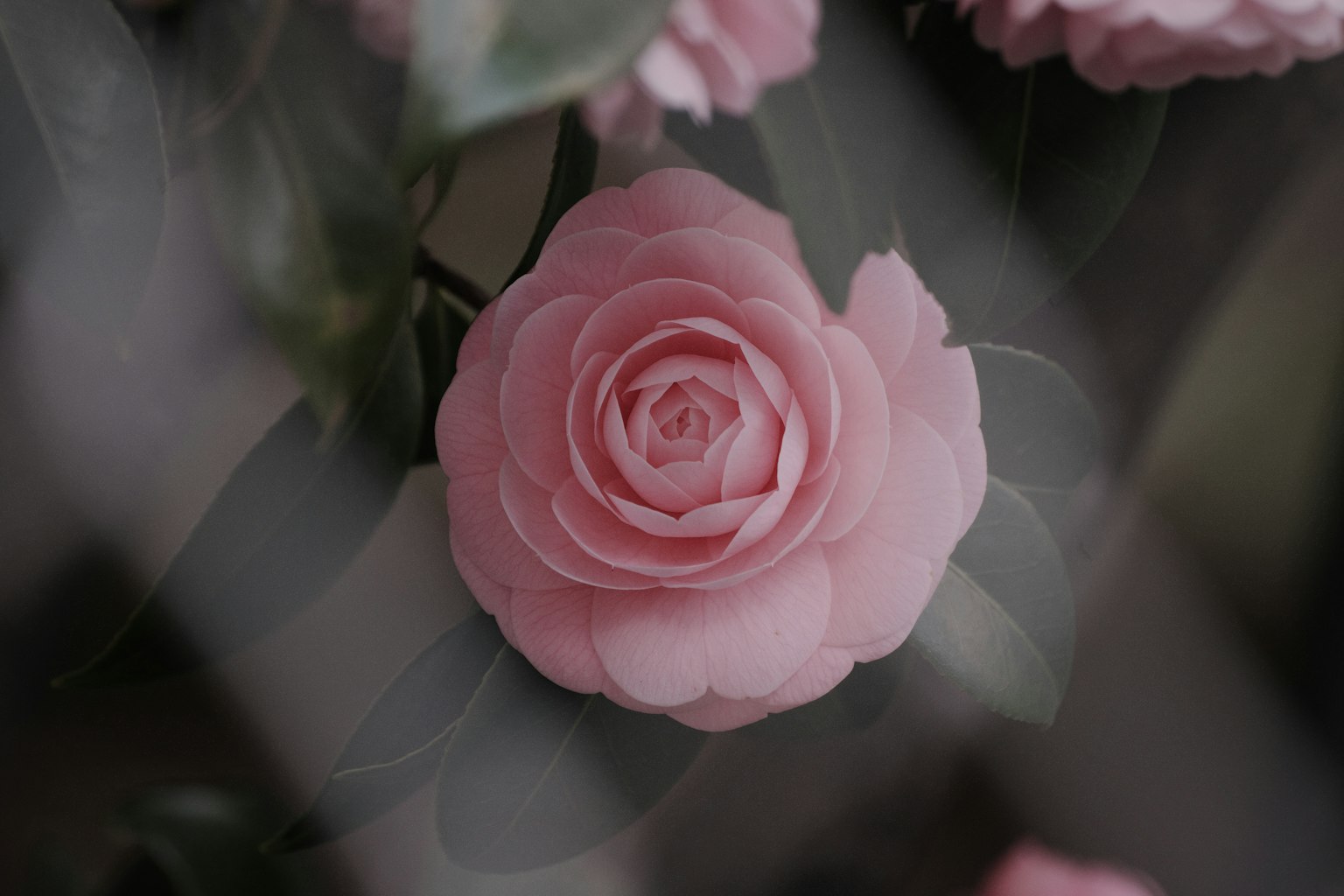 Un fiore di camelia rosa chiaro parzialmente visibile tra le foglie verdi