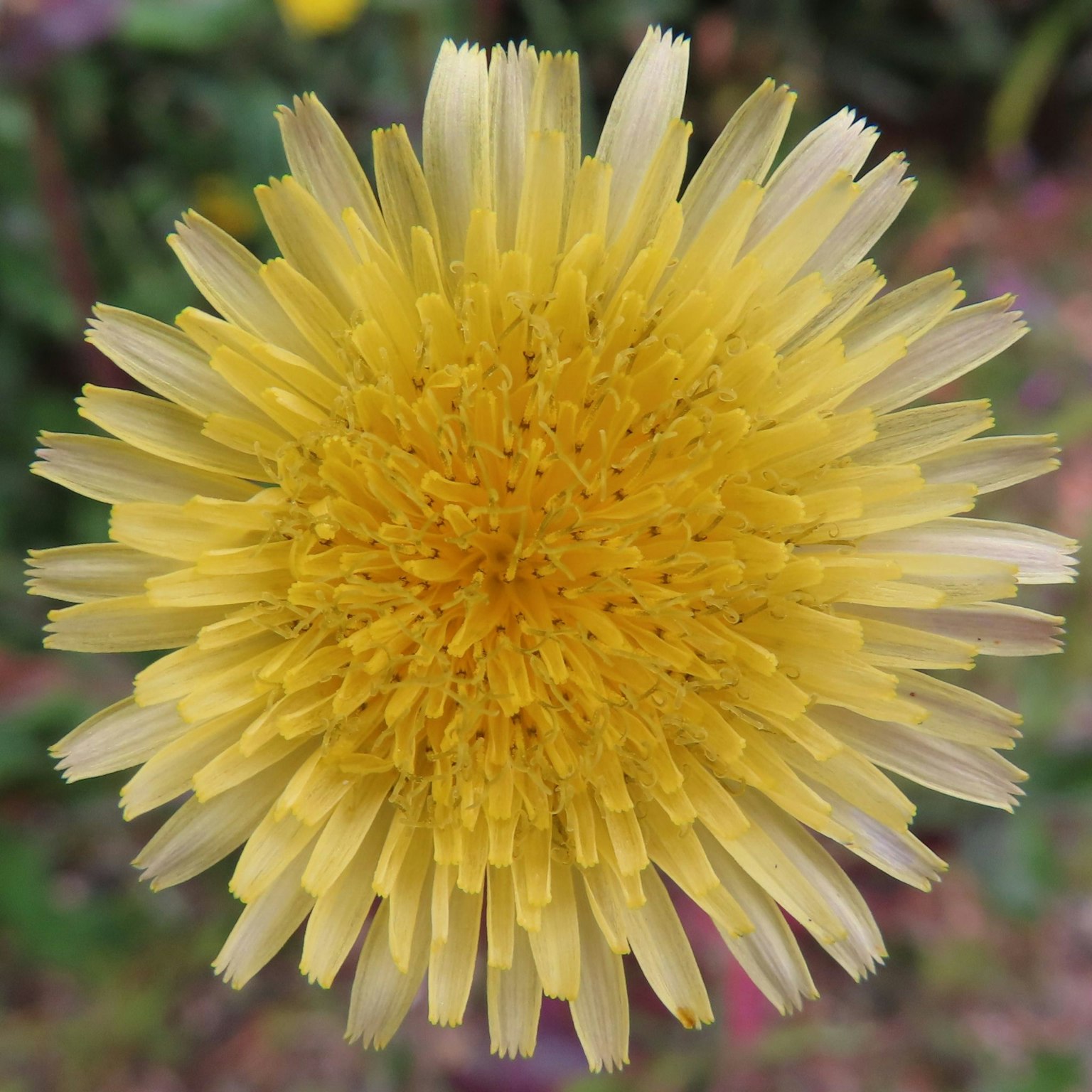 Gros plan d'une fleur de pissenlit jaune vif