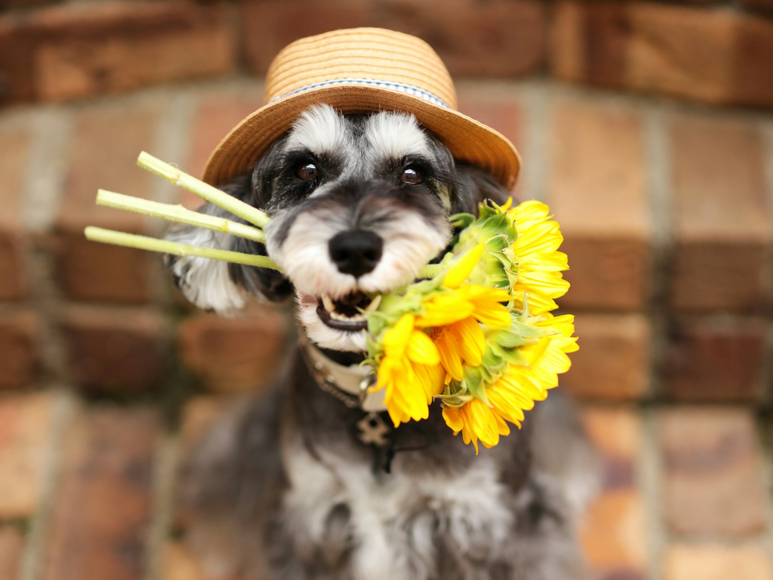 Dog wearing a straw hat holding sunflowers in its mouth