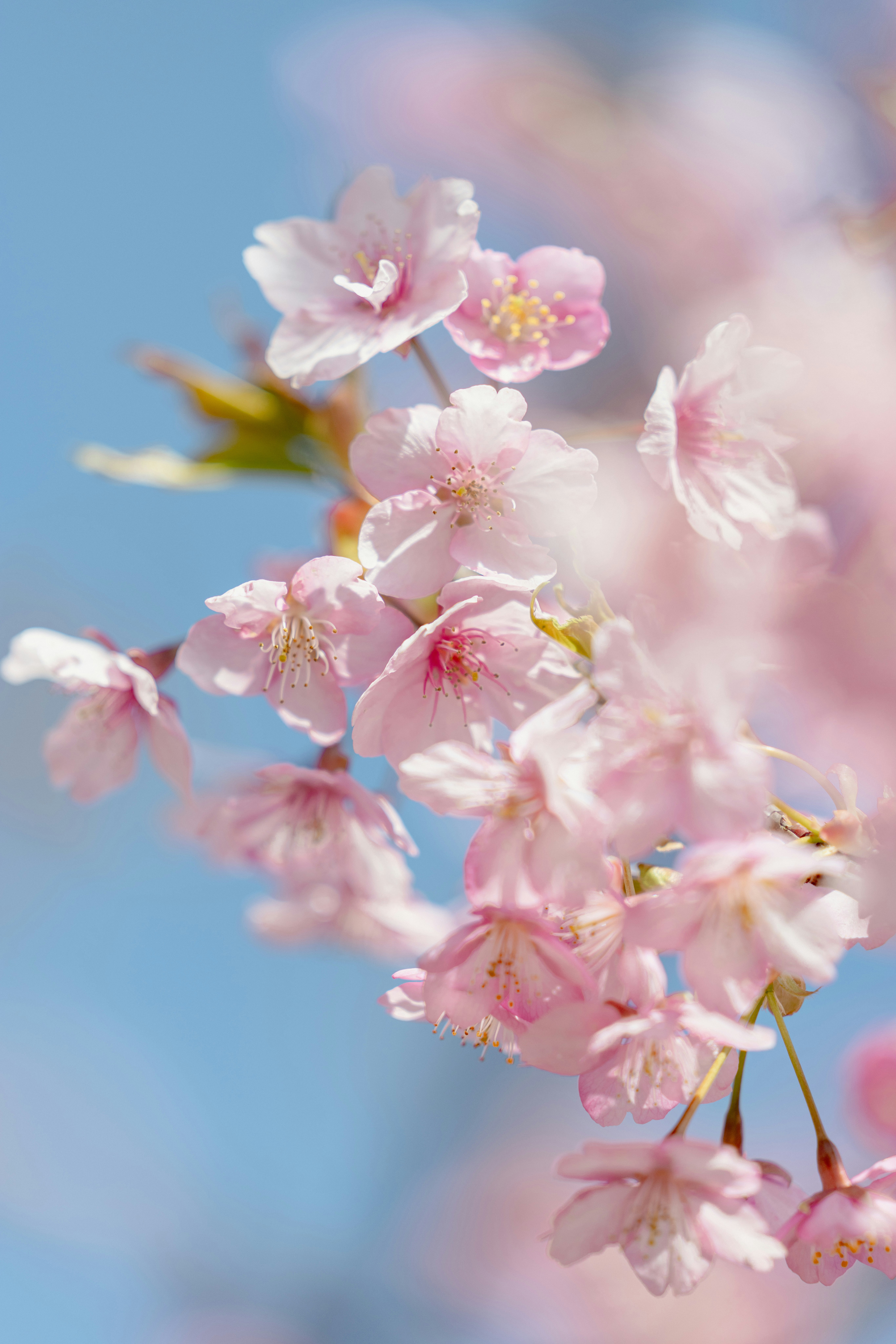 桜の花が青い空に咲いている様子