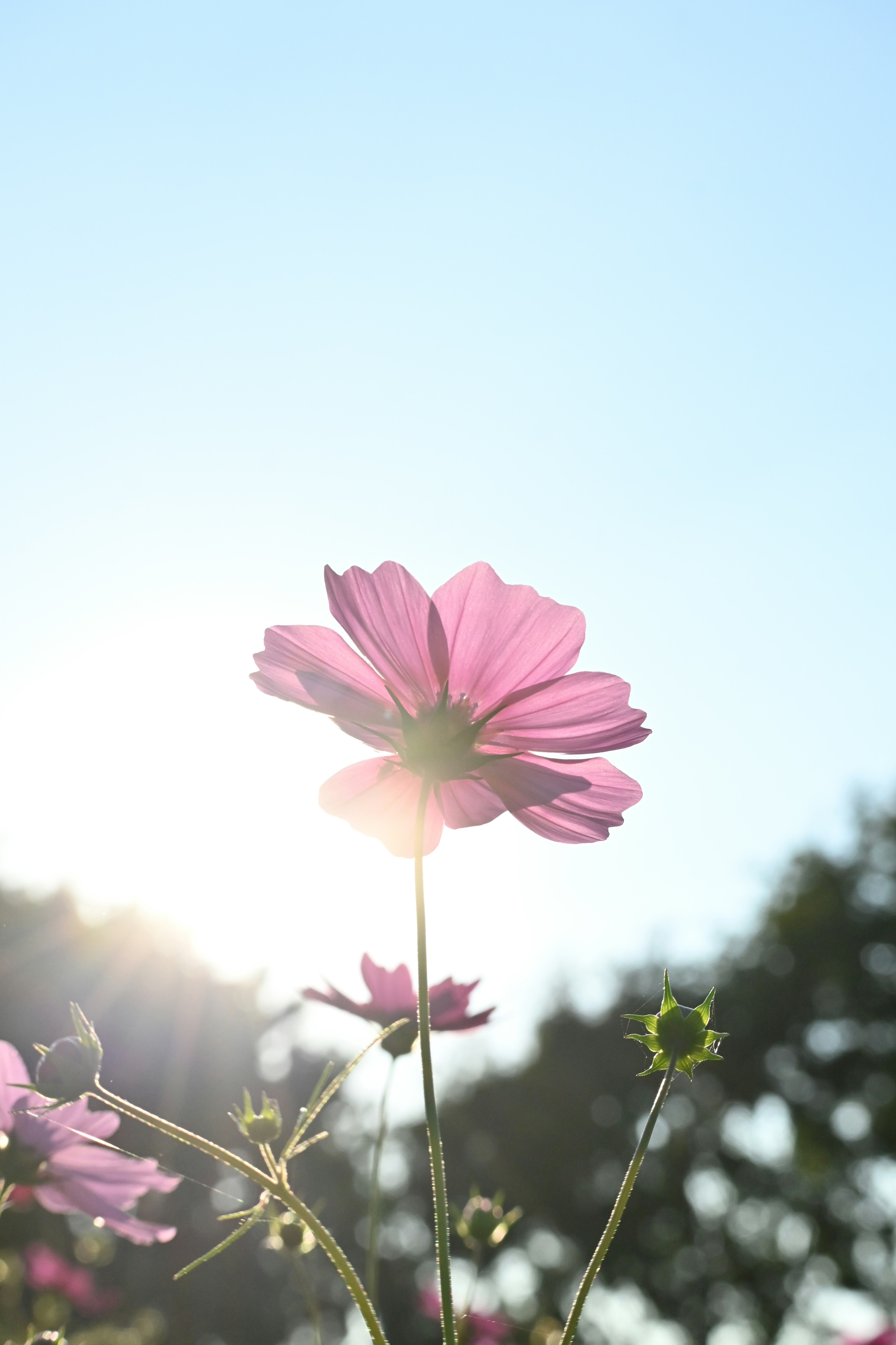 夕日を浴びるピンクのコスモスの花
