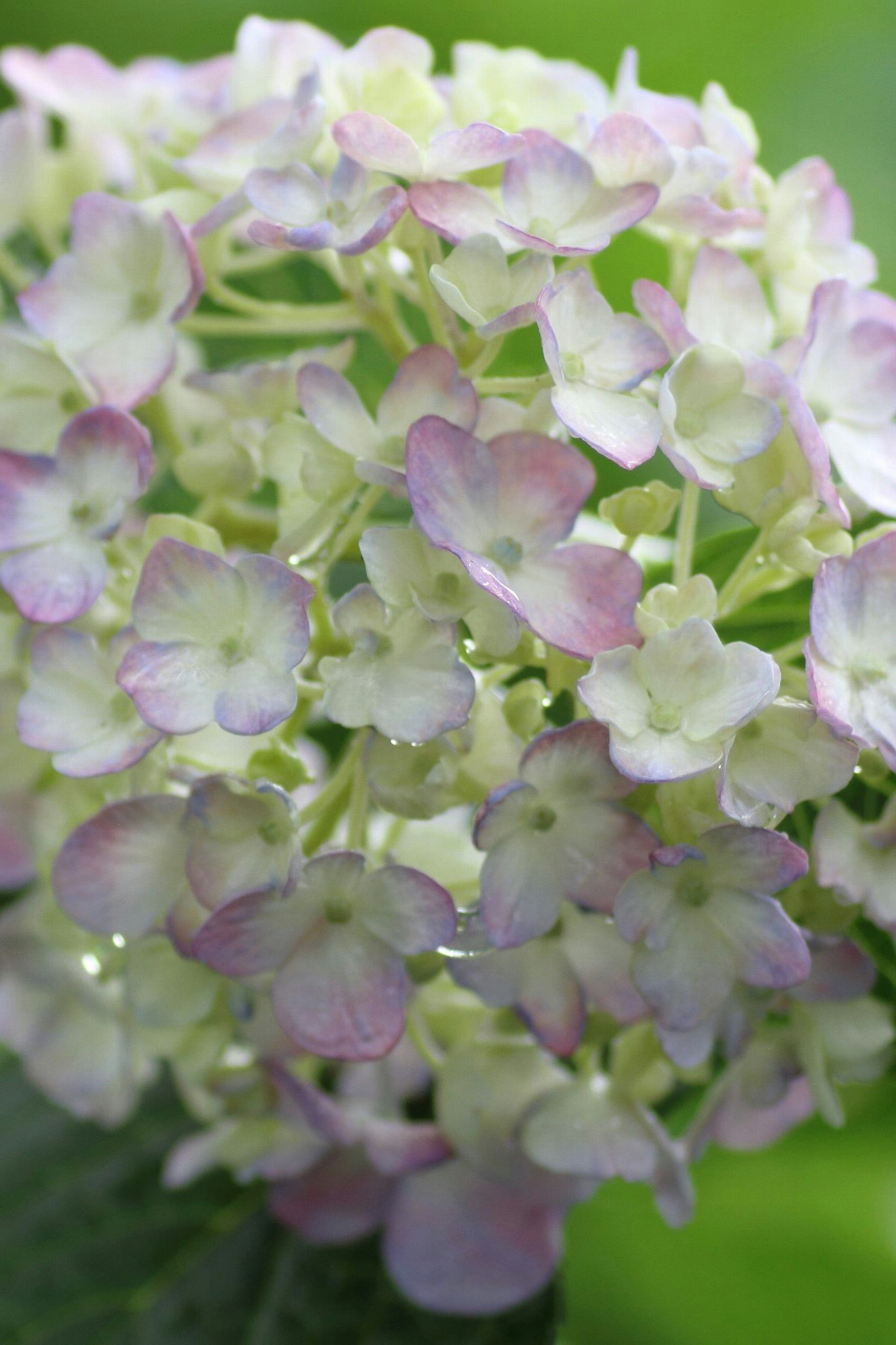 淡い紫と白のアジサイの花のクローズアップ